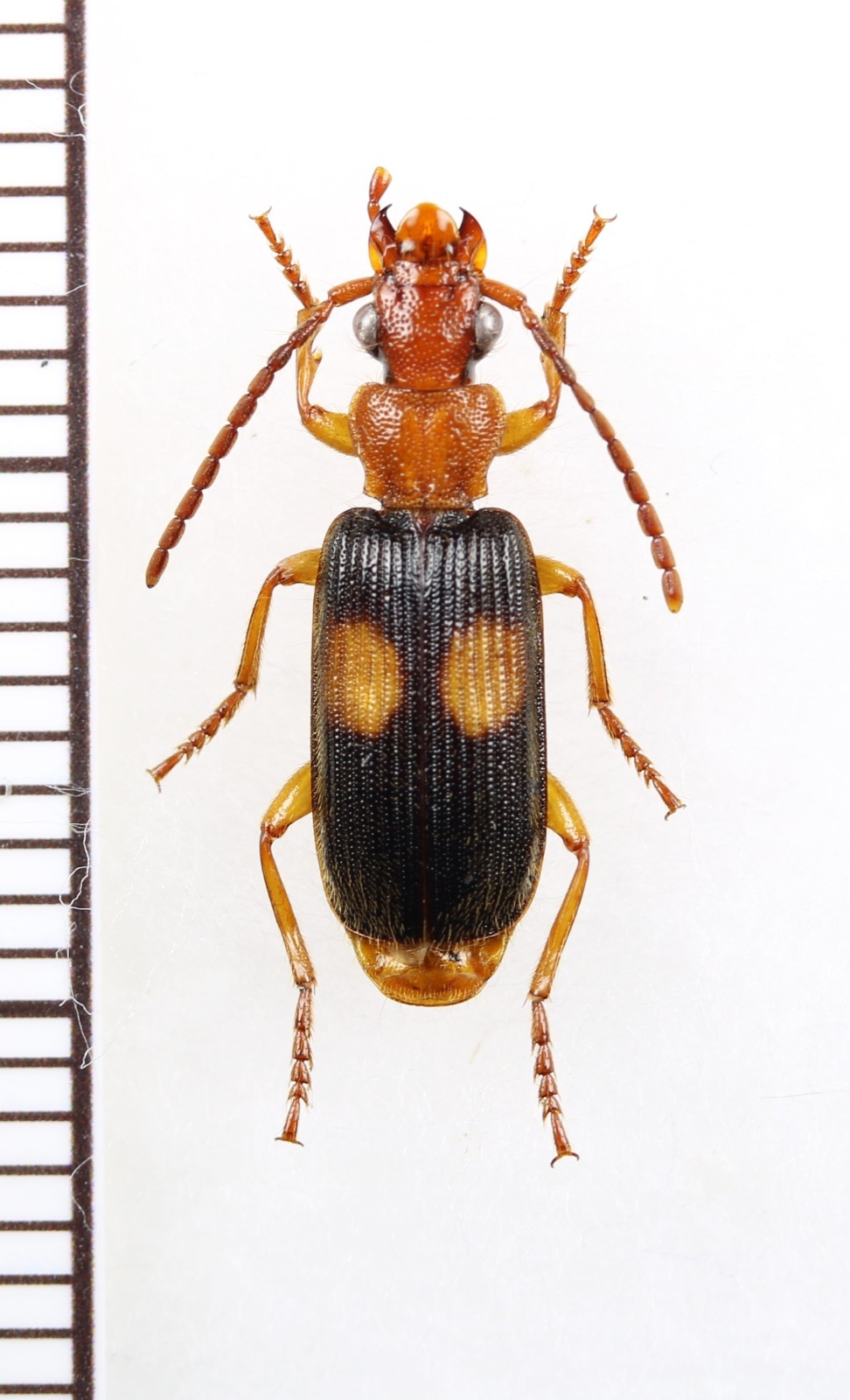 画像1: ゴミムシの一種　Carabidae species　南アフリカ