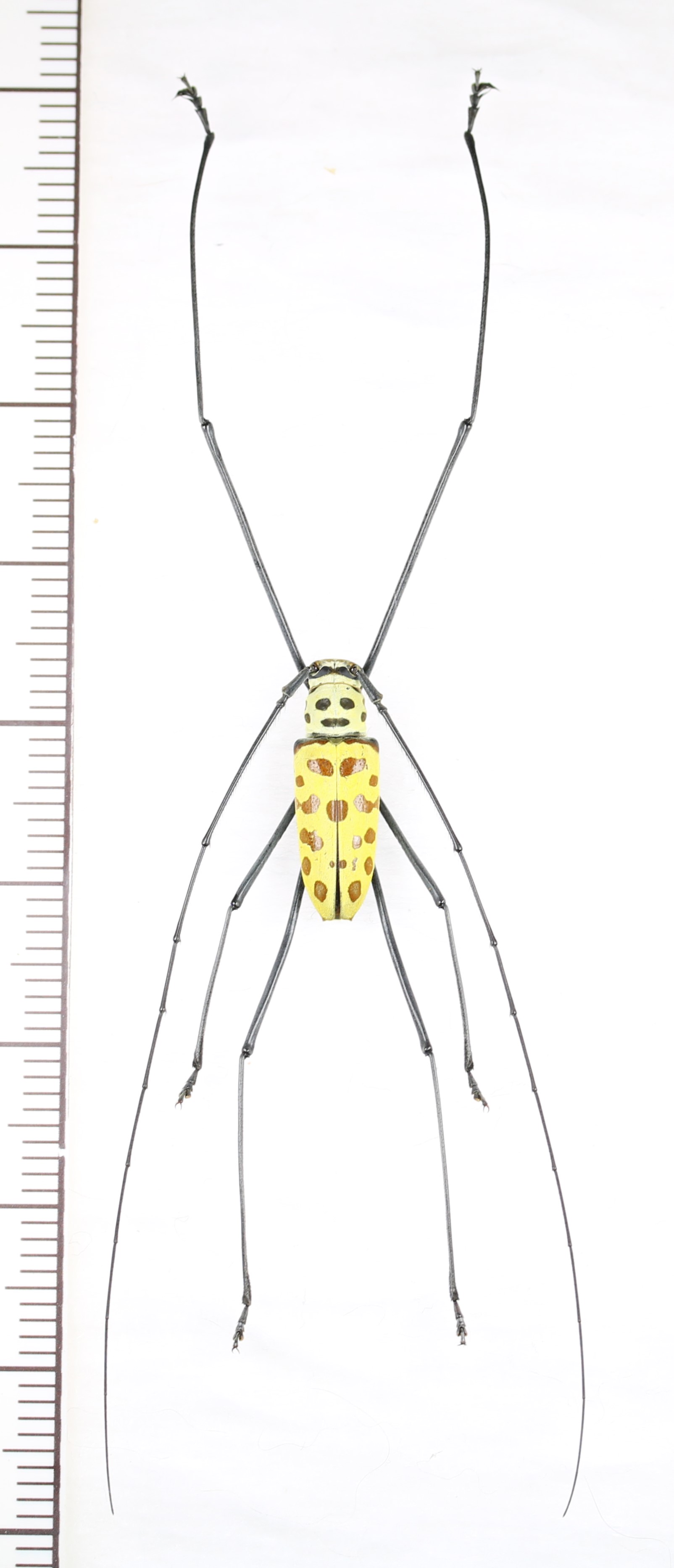 画像1: カミキリムシの一種 　Gerania bosci　♂　ベトナム北中部