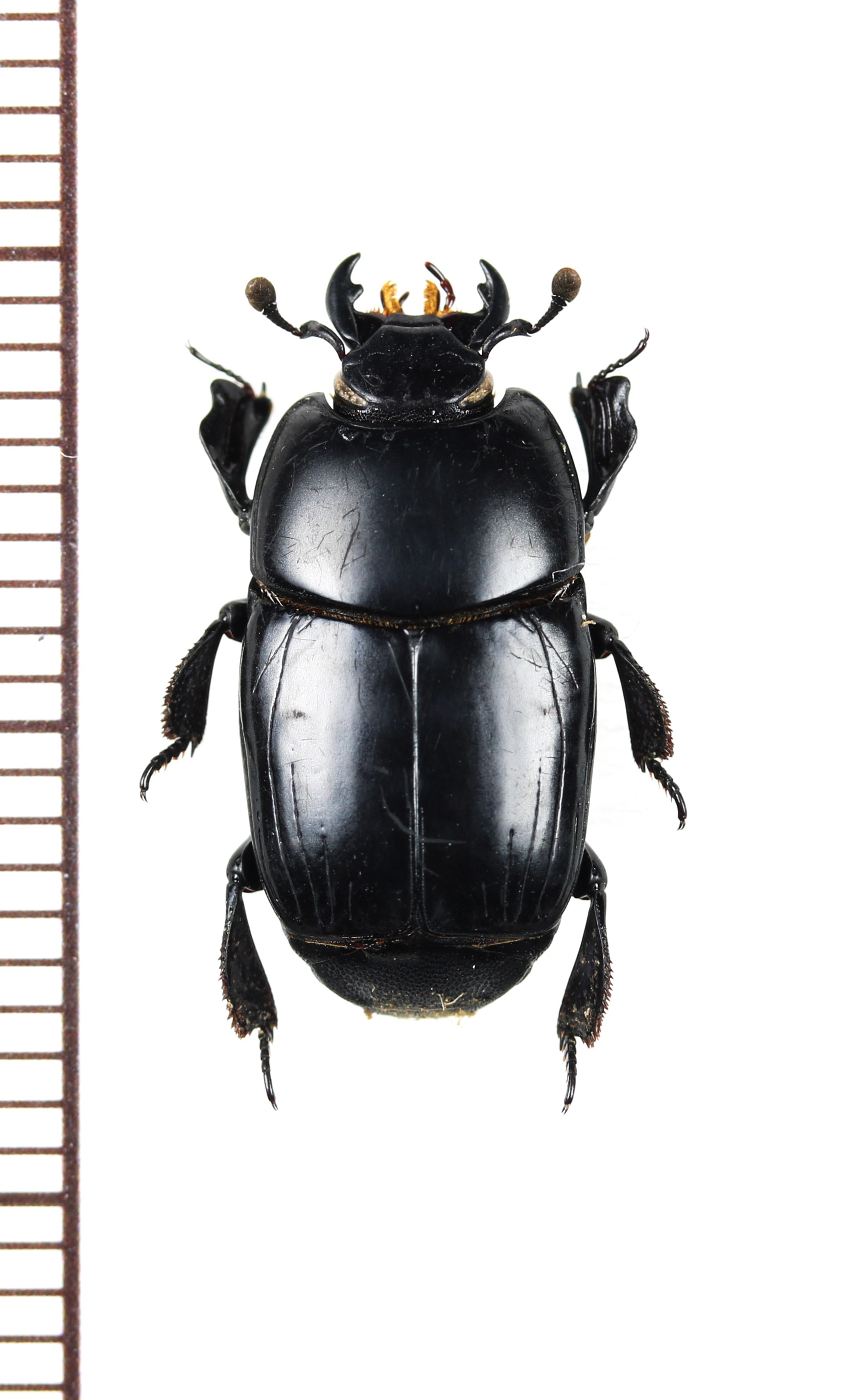 画像1: エンマムシの一種　 Plaesius javanus　インドネシア(スマトラ島)