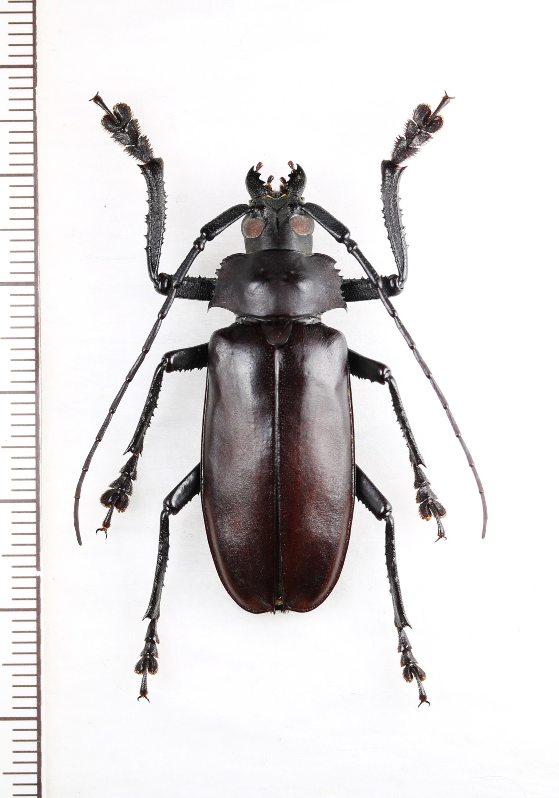 画像1: カミキリムシの一種 　Cerambycidae species　♂　ベトナム北東部