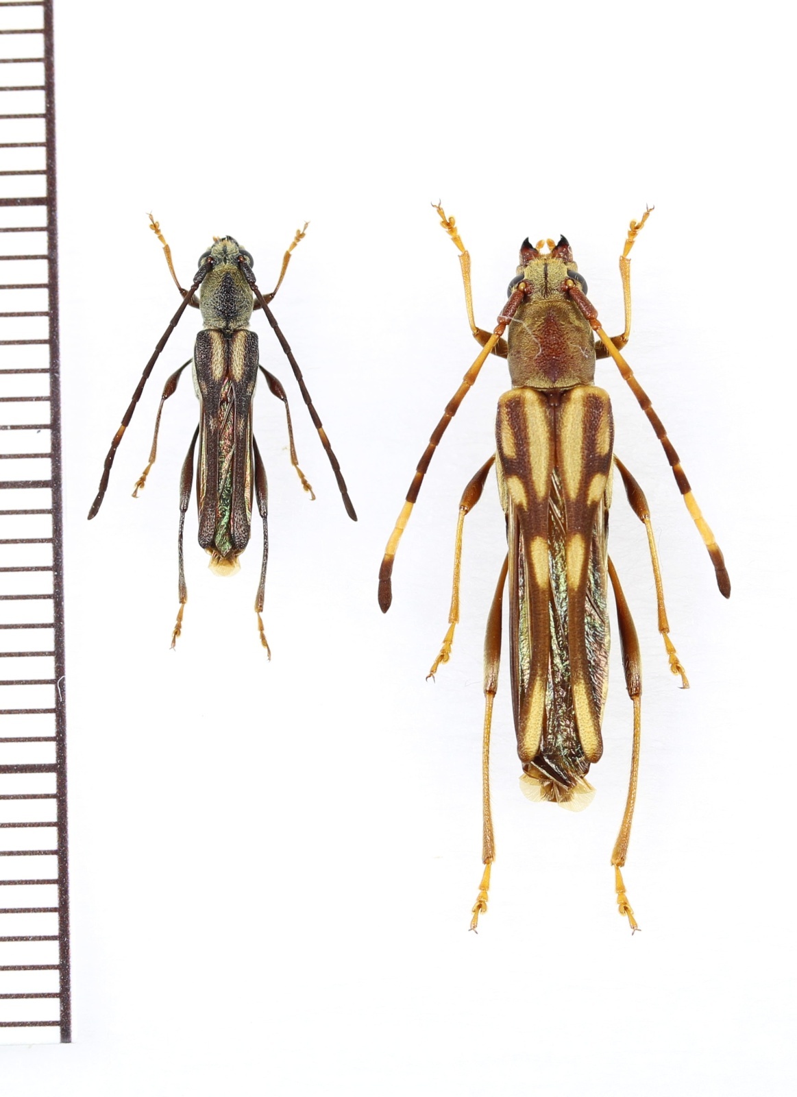画像1: ヤエヤマホソバネカミキリ　中型ペア　石垣島