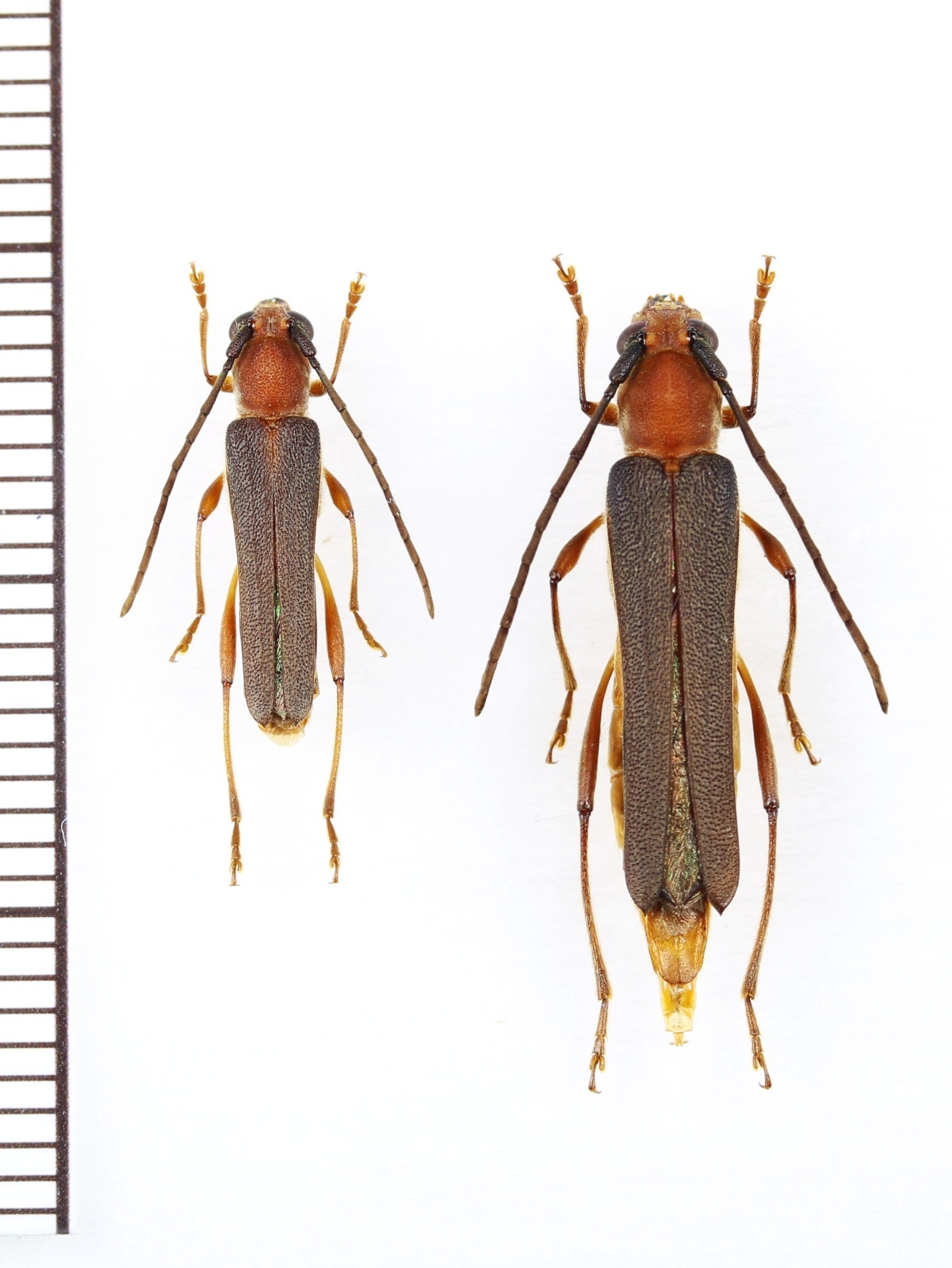 画像1: ムモンチャイロホソバネカミキリ　中型ペア　西表島
