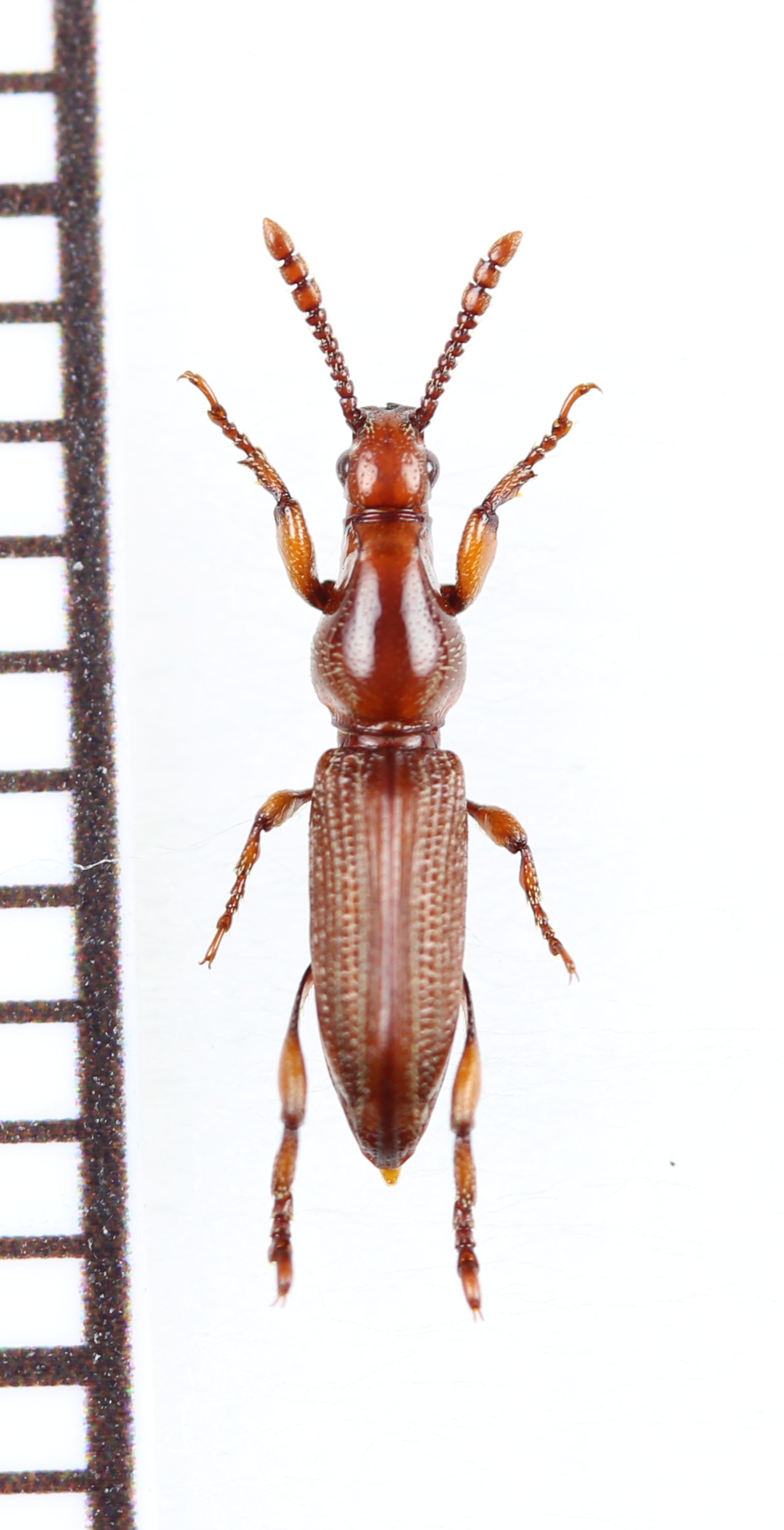 画像1: ミツギリゾウムシの一種　Brentidae species　南アフリカ