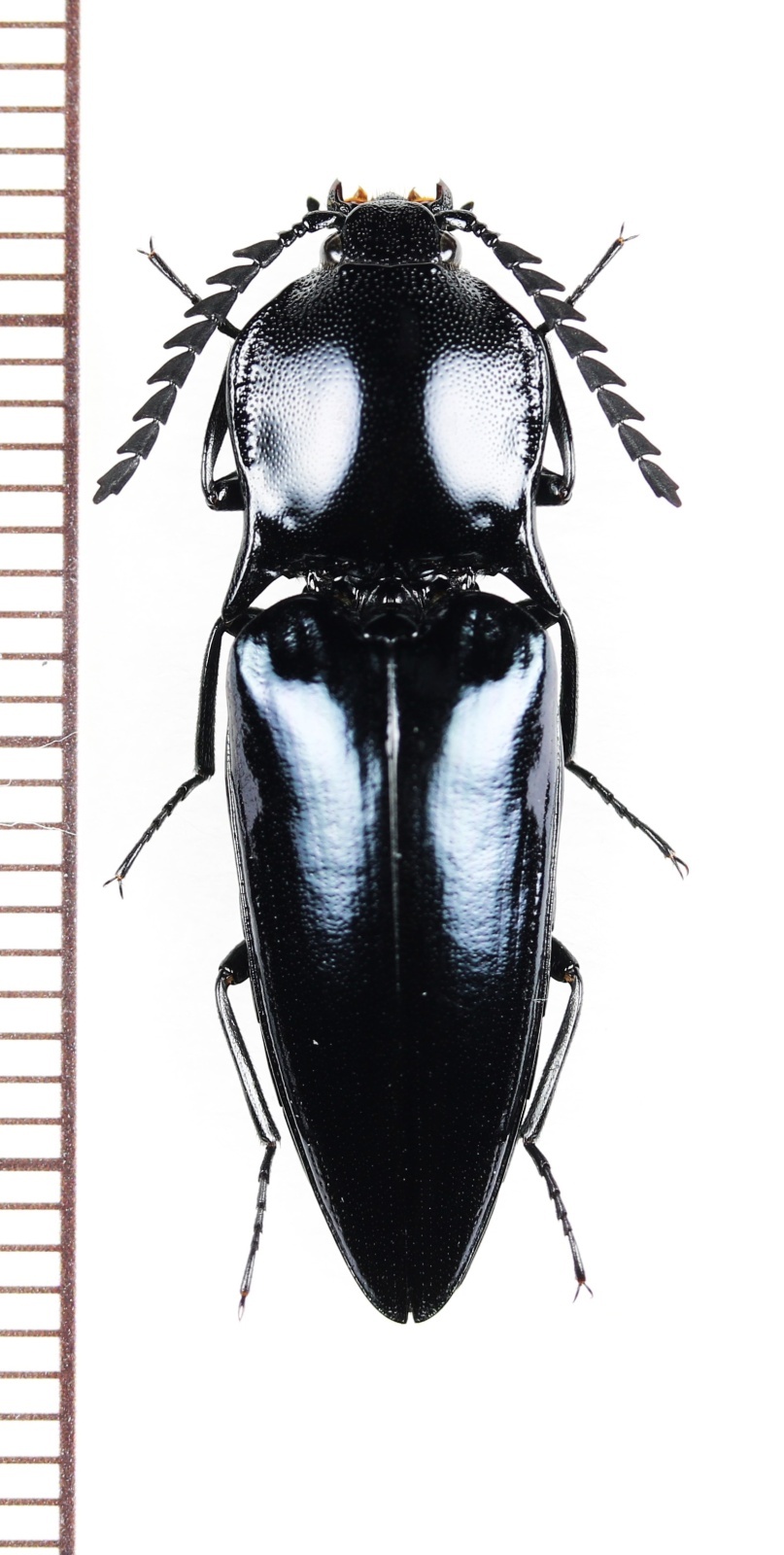 画像1: コメツキムシの一種　Elateridae species　♀　ベトナム中部