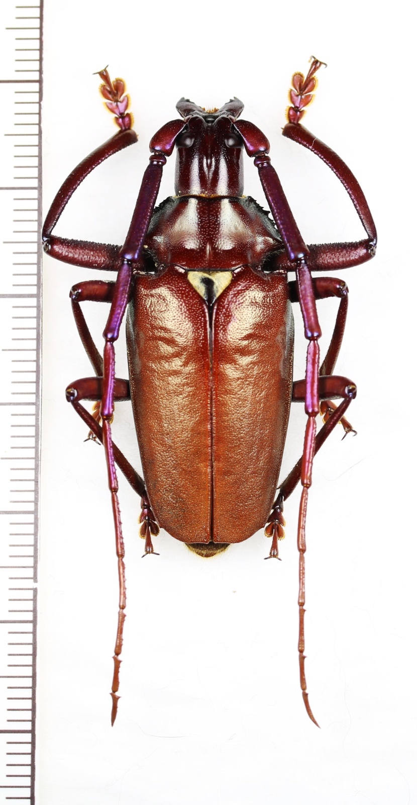 画像1: カミキリムシの一種　Scatopyrodes longiceps　♂　メキシコ