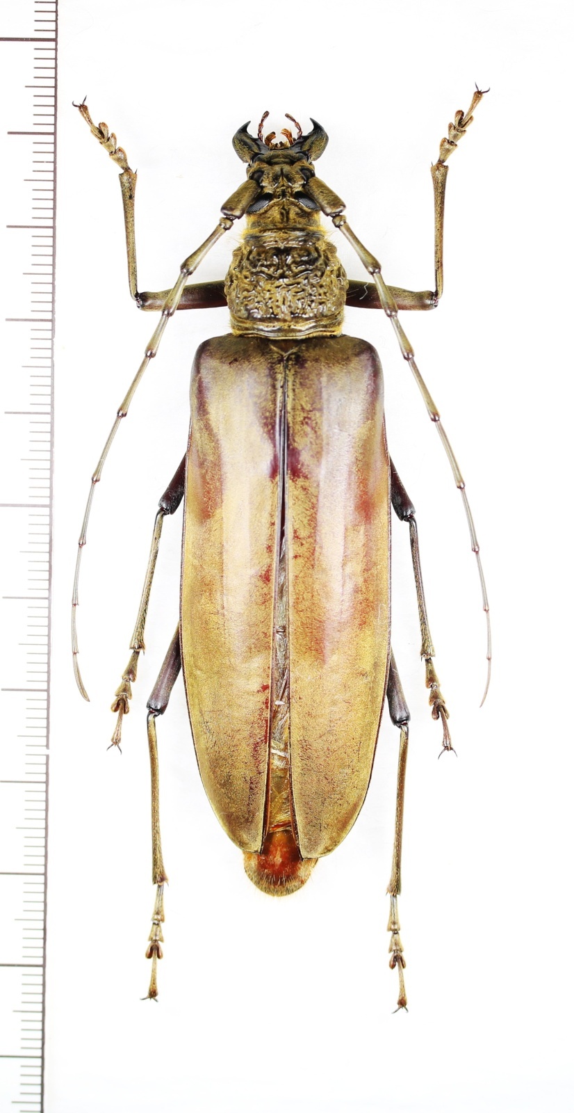 画像1: カミキリムシの一種 　Neocerambyx sp.　♀79.6mm　ベトナム北東部