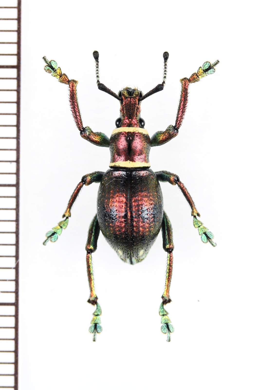 画像1: カタゾウムシの一種　Polycatus sp.　フィリピン(ミンダナオ島)