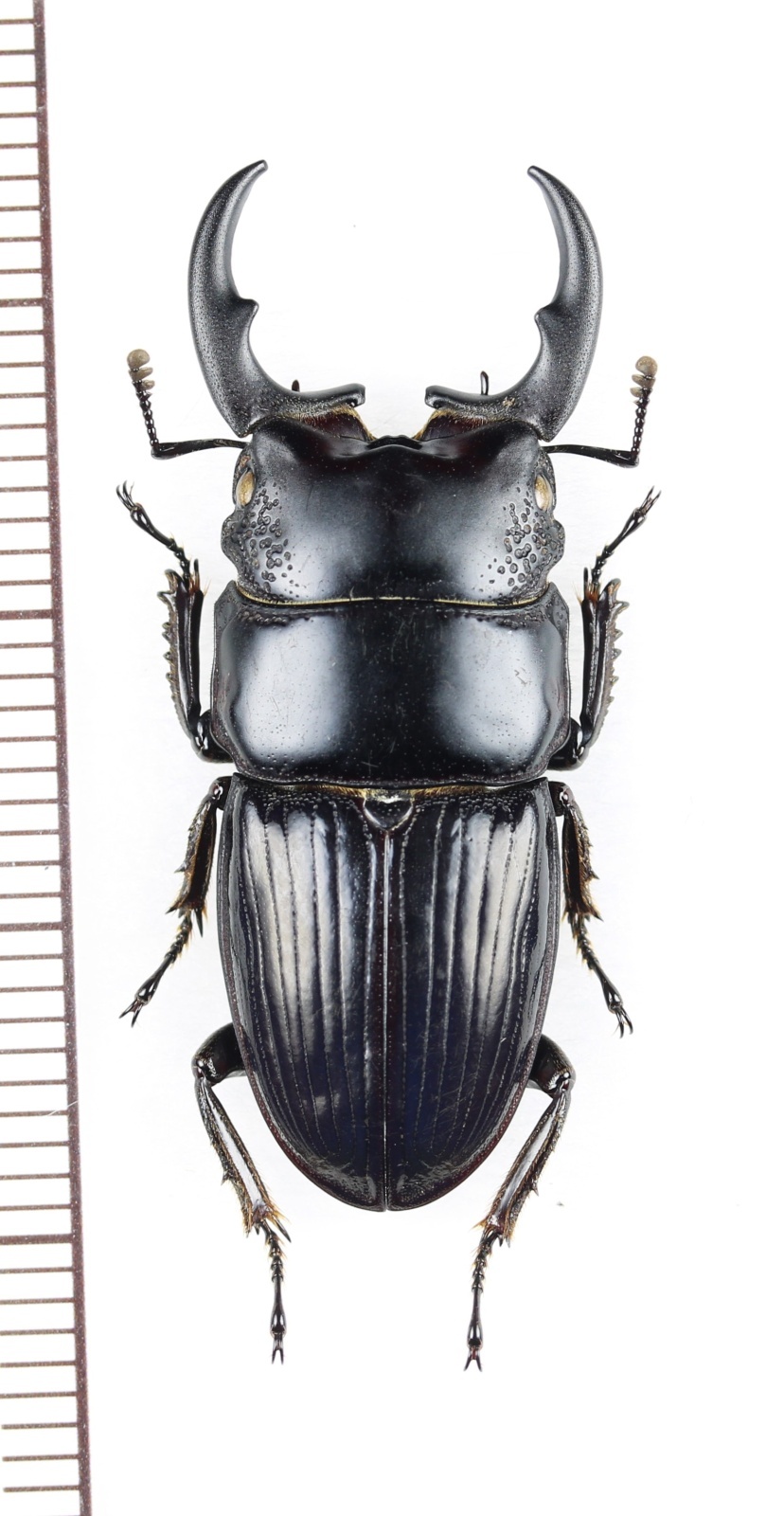 画像1: ネブトクワガタの一種　Aegus chelifer ssp.　♂33.3mm　ベトナム北中部