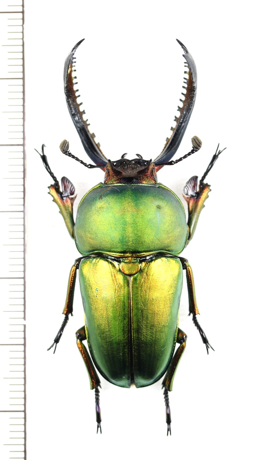 画像1: クワガタムシの一種　Lamprima adolphinae　♂51.8mm　インドネシア(ニューギニア島)