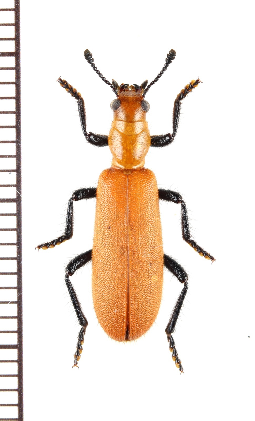 画像1: カッコウムシの一種　Cleridae species　ジンバブエ