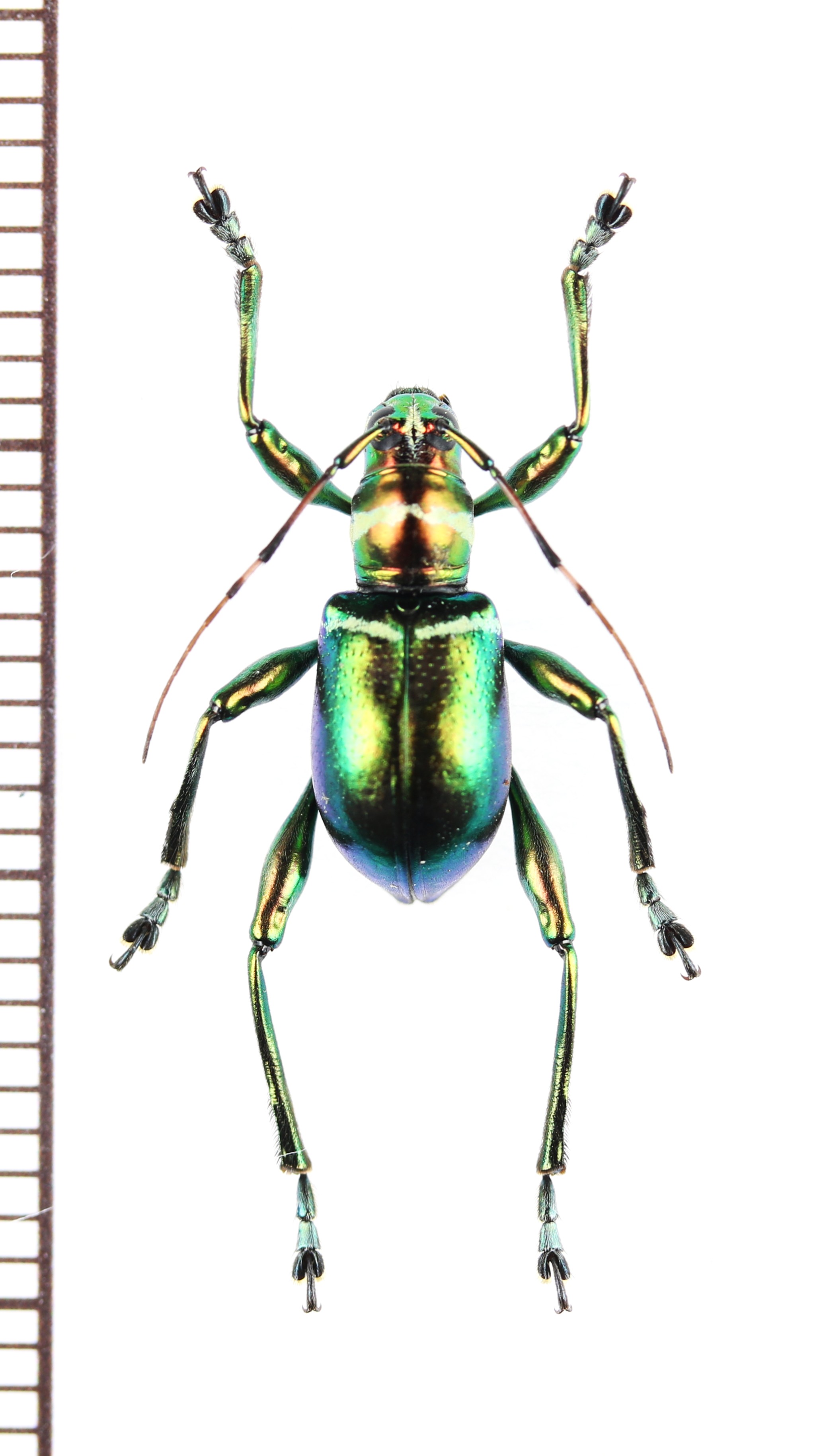 画像1: カタゾウカミキリの一種　Doliops sp.　♂　フィリピン(ミンダナオ島)