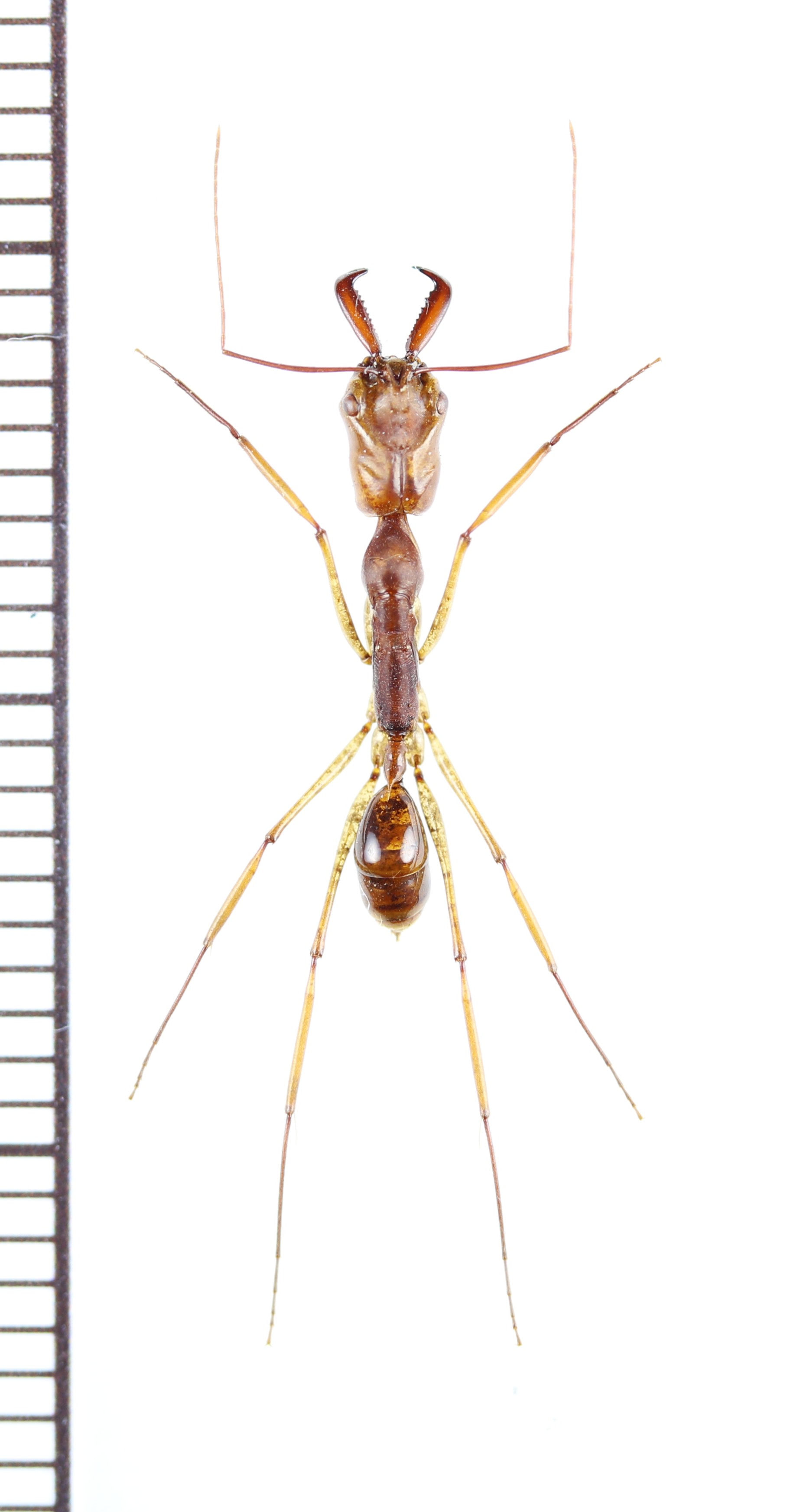 画像1: アリの一種　Formicidae species　♀　フィリピン(ミンダナオ島)