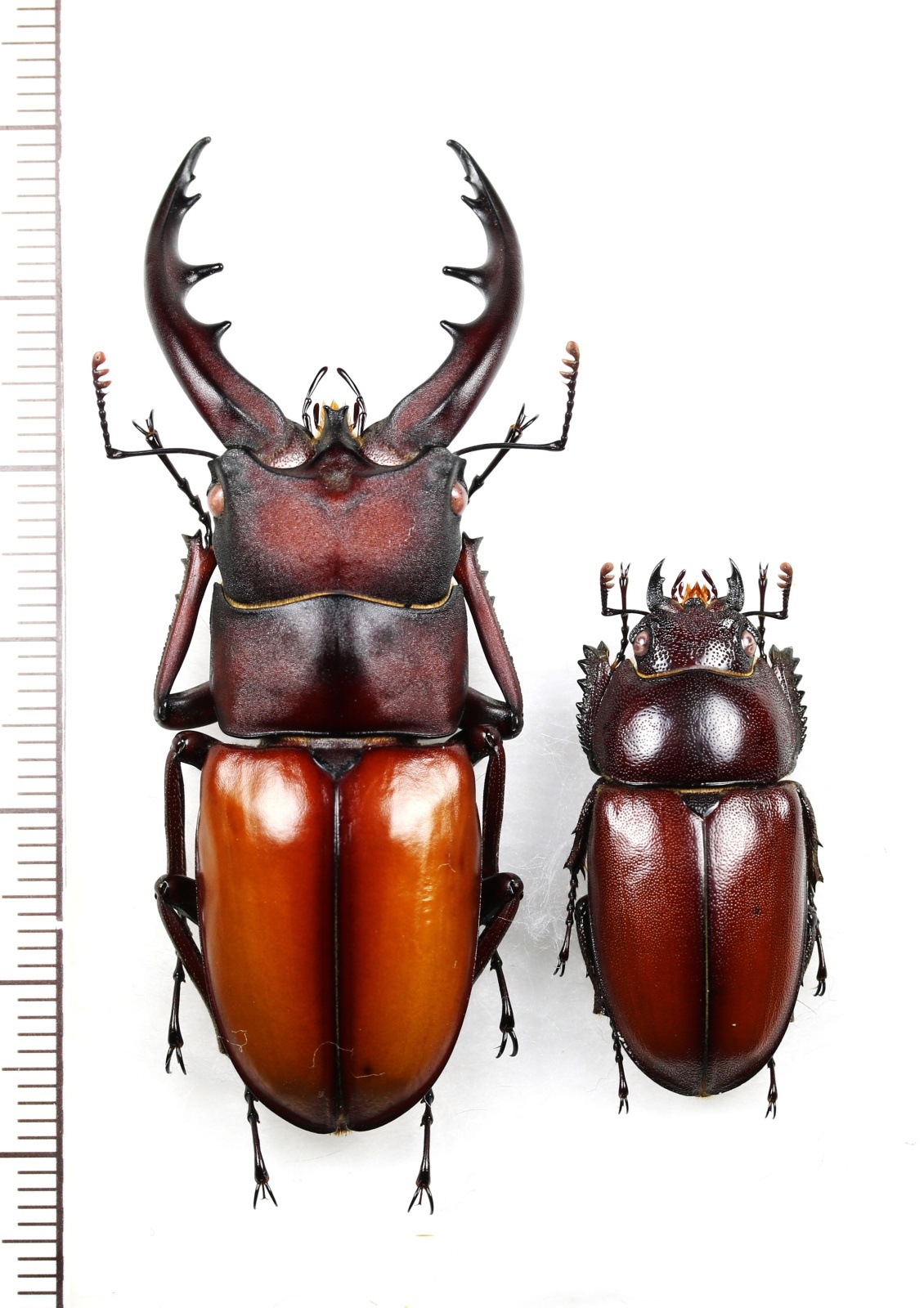 画像1: オキノエラブノコギリクワガタ　大型ペア　♂58mm♀31mm　沖永良部島