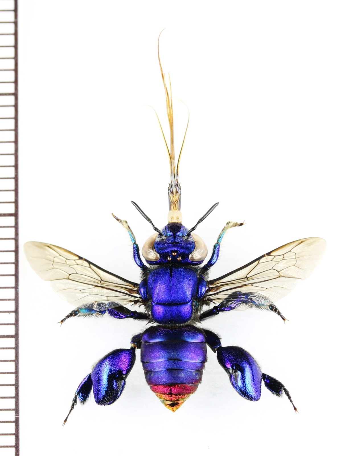 画像1: ミドリシタバチの一種　Euglossa mixta　♀　ペルー