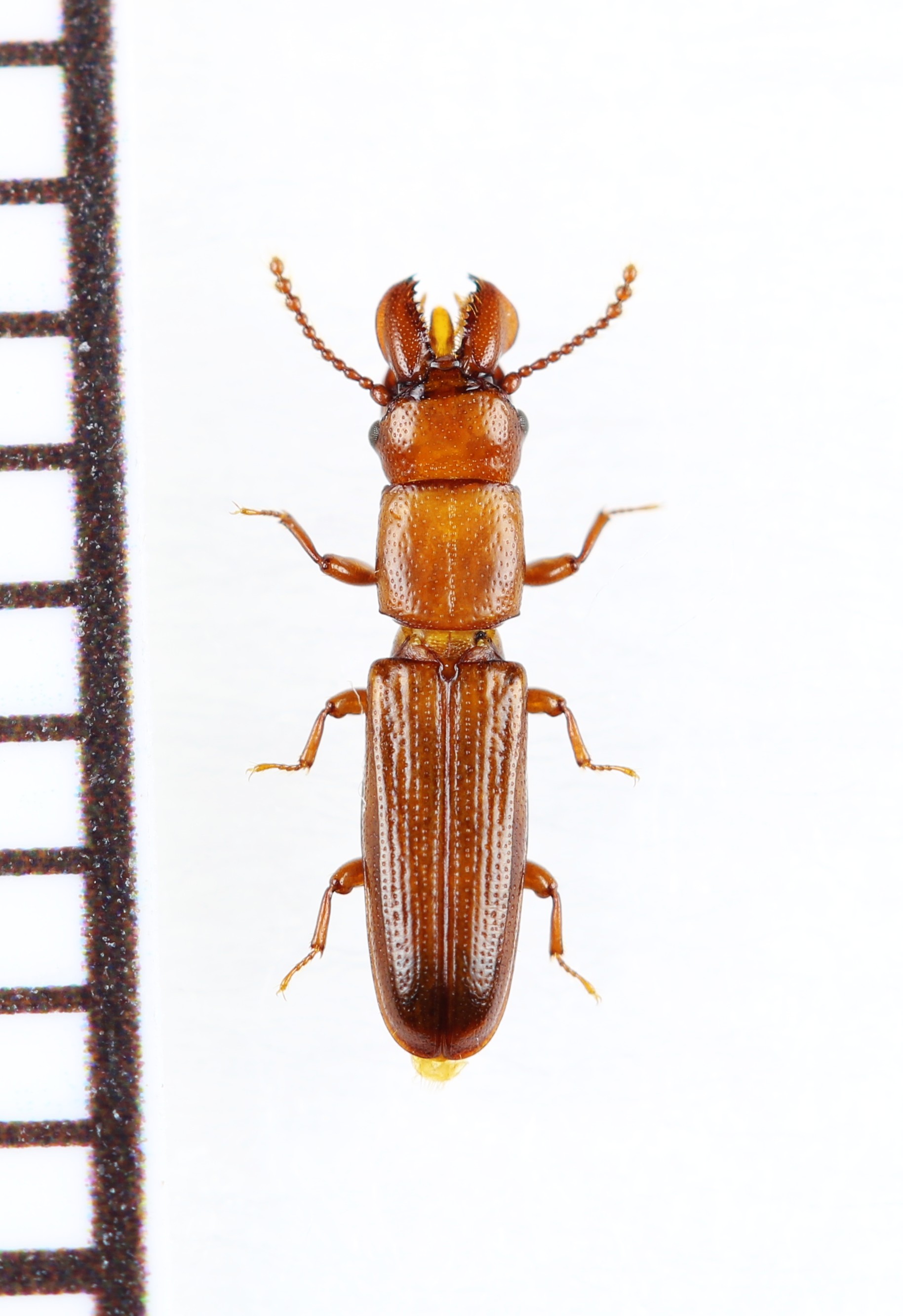 画像1: デバヒラタムシの一種　Prostomis mandibularis　チェコ