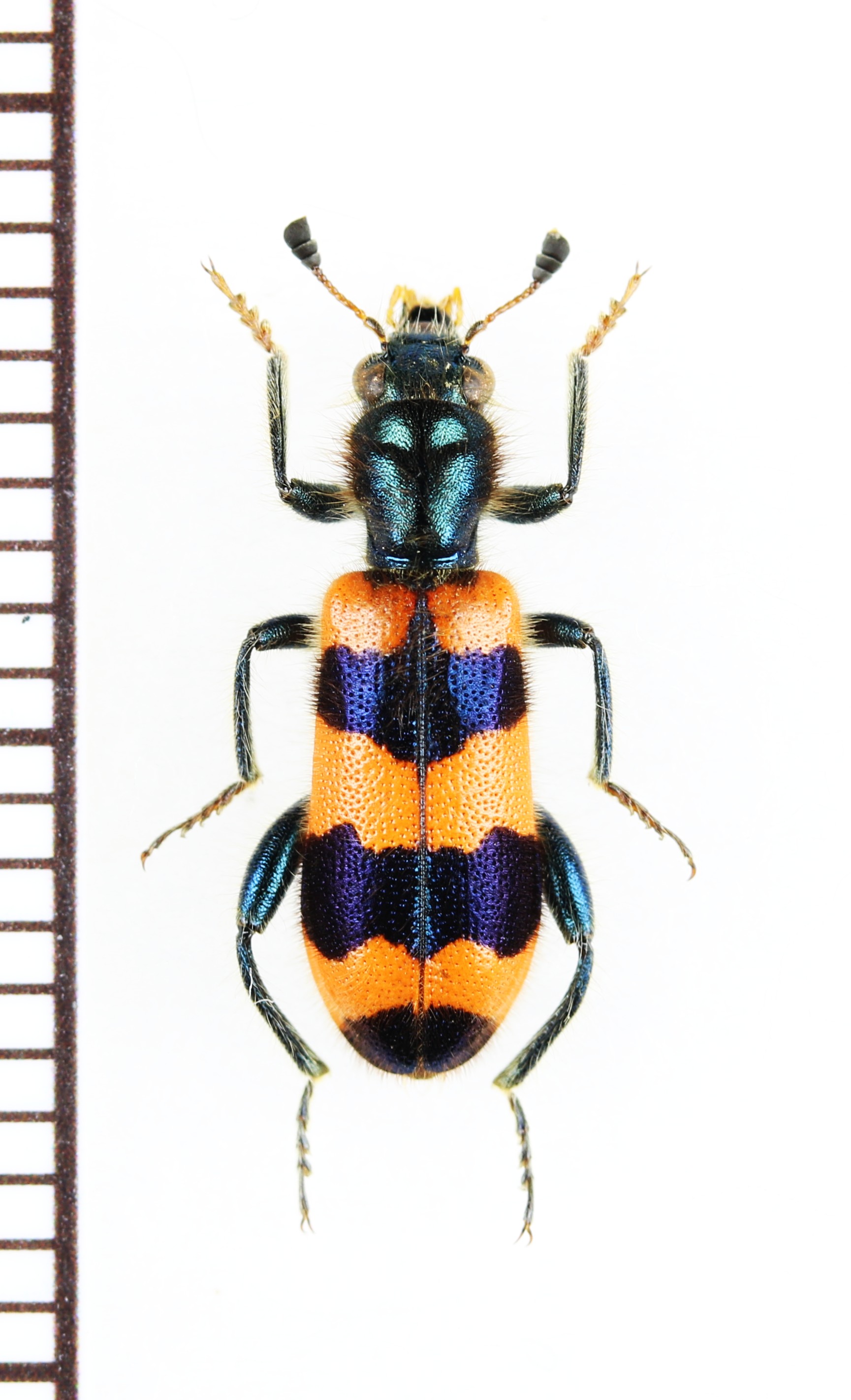 画像1: カッコウムシの一種 　Trichodes apiarius　ギリシャ