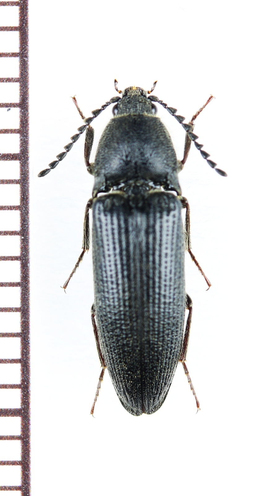 画像1: コメツキムシの一種　Melanotus punctolineatus　チェコ