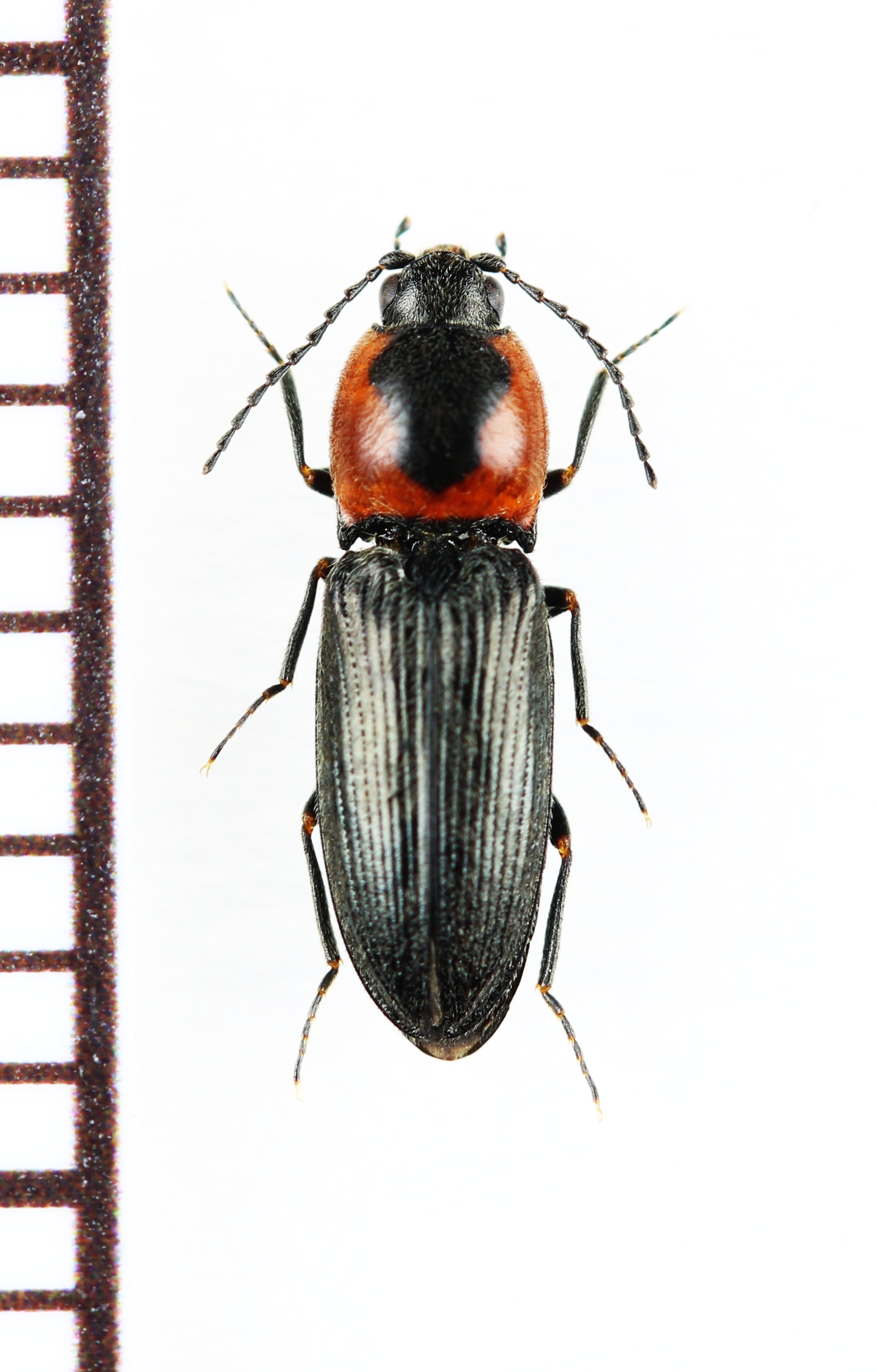 画像1: コメツキムシの一種　Cardiophorus discicollis　チェコ