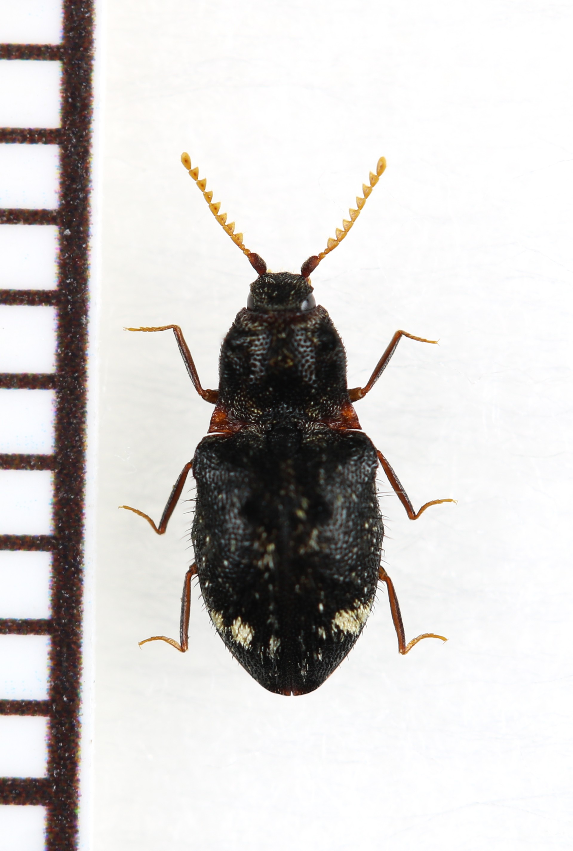 画像1: 好蟻性コメツキムシの一種　Agroeus sp.　ベトナム南部