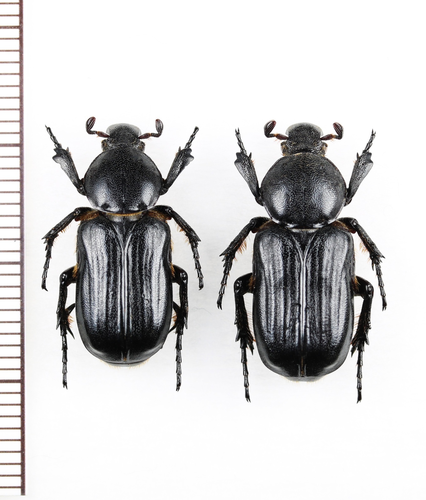 画像1: アリノスハナムグリの一種 　Coenochilus bifoveolatus　ペア　 ベトナム