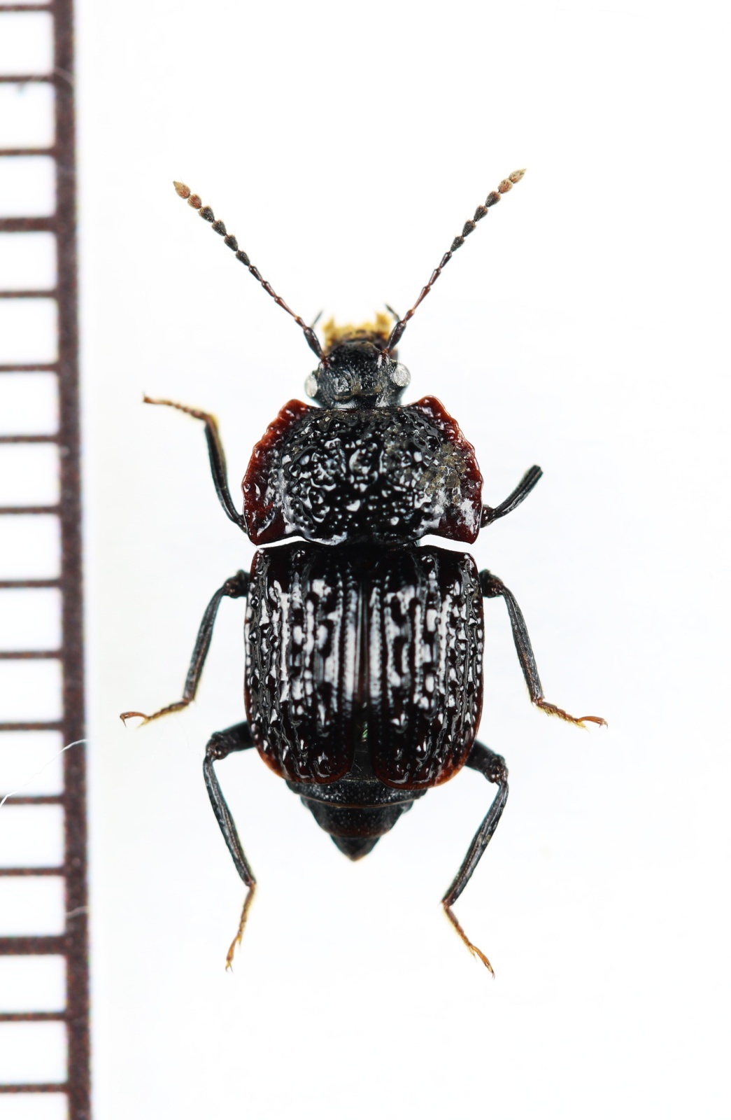 画像1: オサシデムシモドキの一種　Apateticinae species　ベトナム北東部