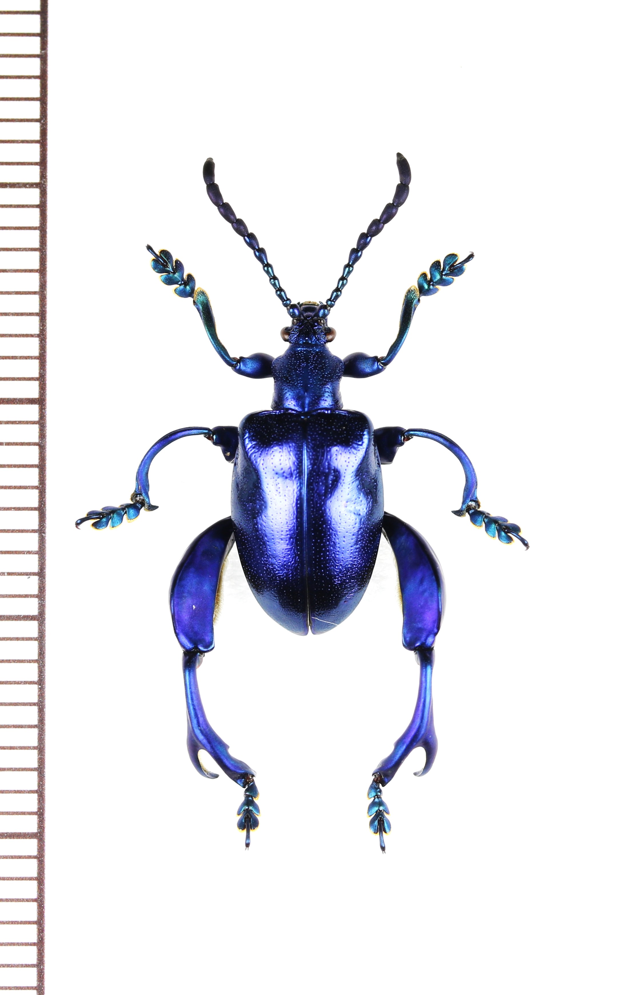 画像1: モモブトハムシの一種　Sagra sp.　♂　 ベトナム南部