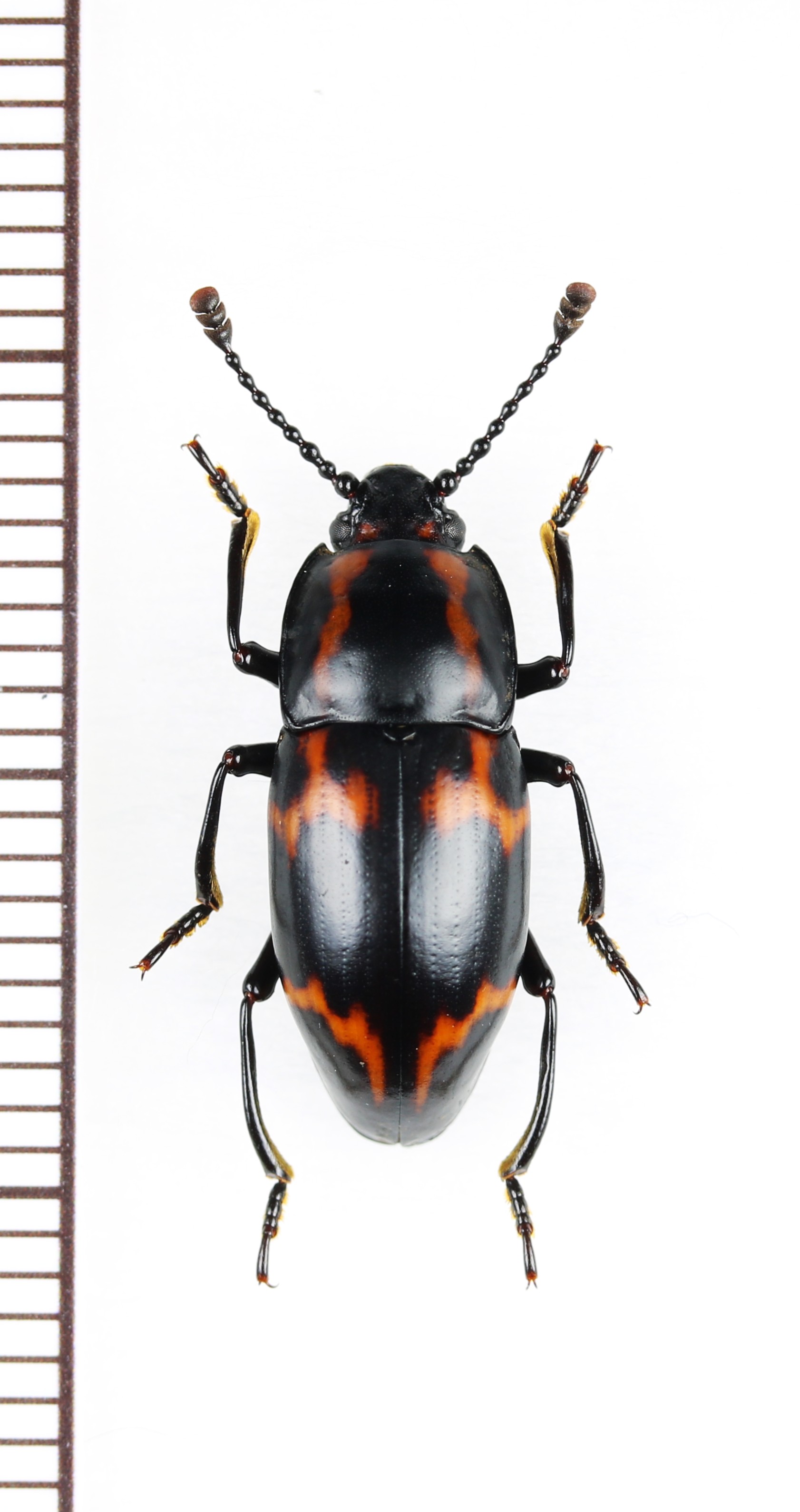 画像1: オオキノコムシ擬態のゴミムシダマシの一種　Tenebrionidae species　ベトナム北東部