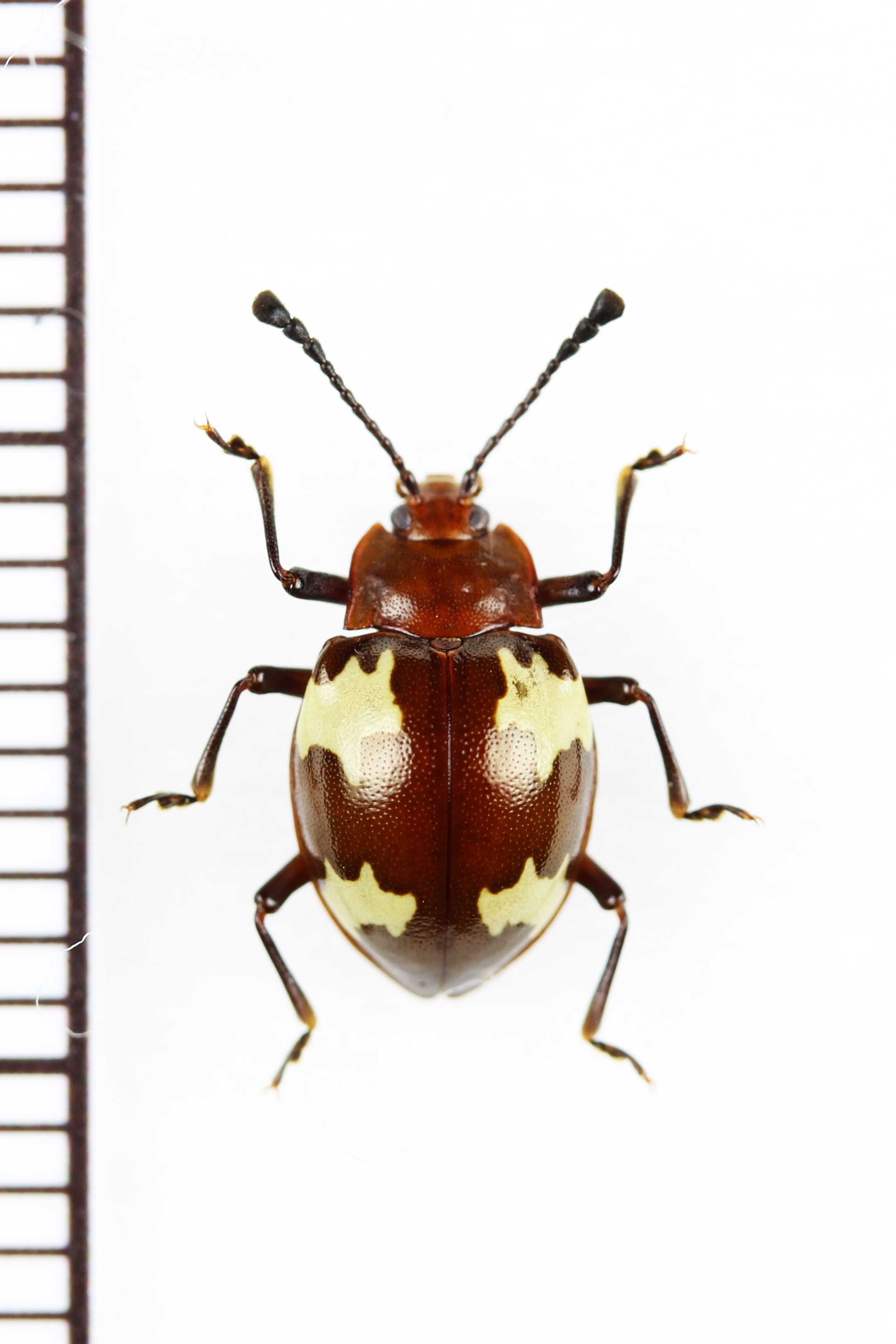 画像1: オオキノコムシ擬態のテントウムシダマシの一種　Endomychidae species　ベトナム北東部