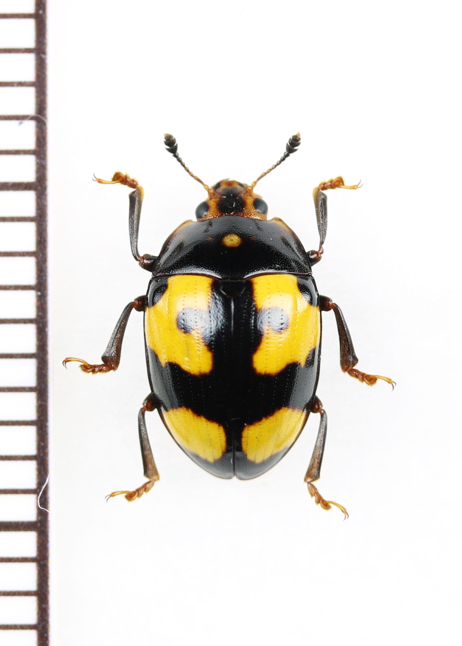画像1: オオキノコムシ擬態のケシキスイの一種　Nitidulidae species　ベトナム南部