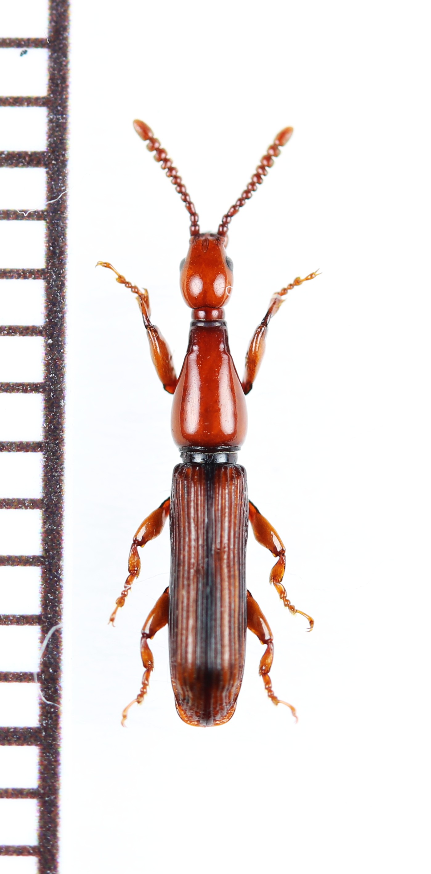 画像1: ミツギリゾウムシの一種　Brentidae species　ベトナム北東部