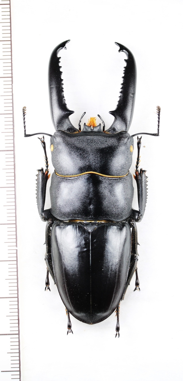 画像1: ツシマヒラタクワガタ　特大♂77.2mm　対馬