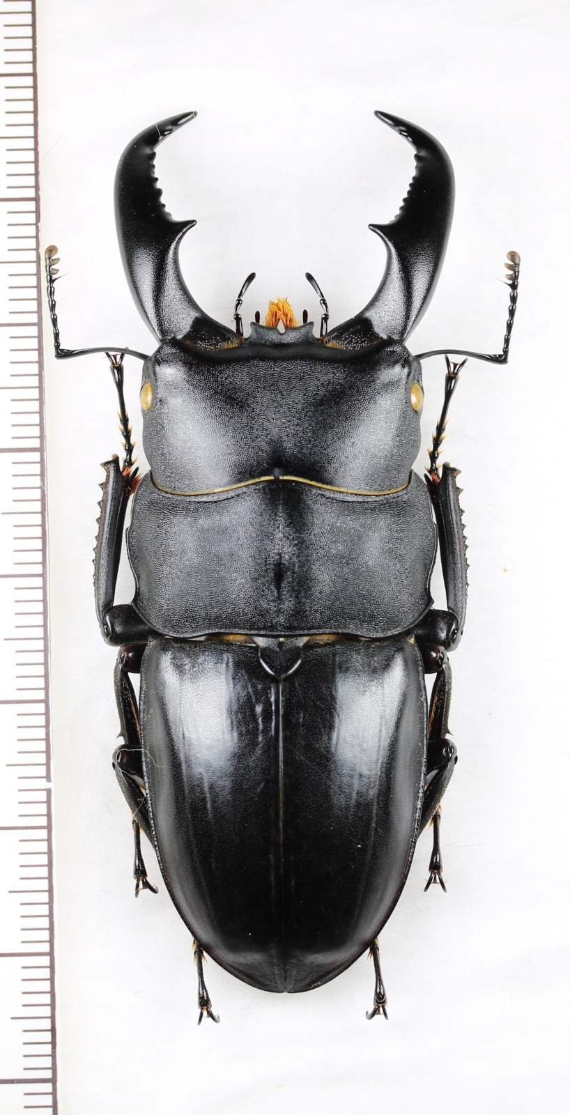 画像1: アマミヒラタクワガタ　大型♂　70.1mm　奄美大島