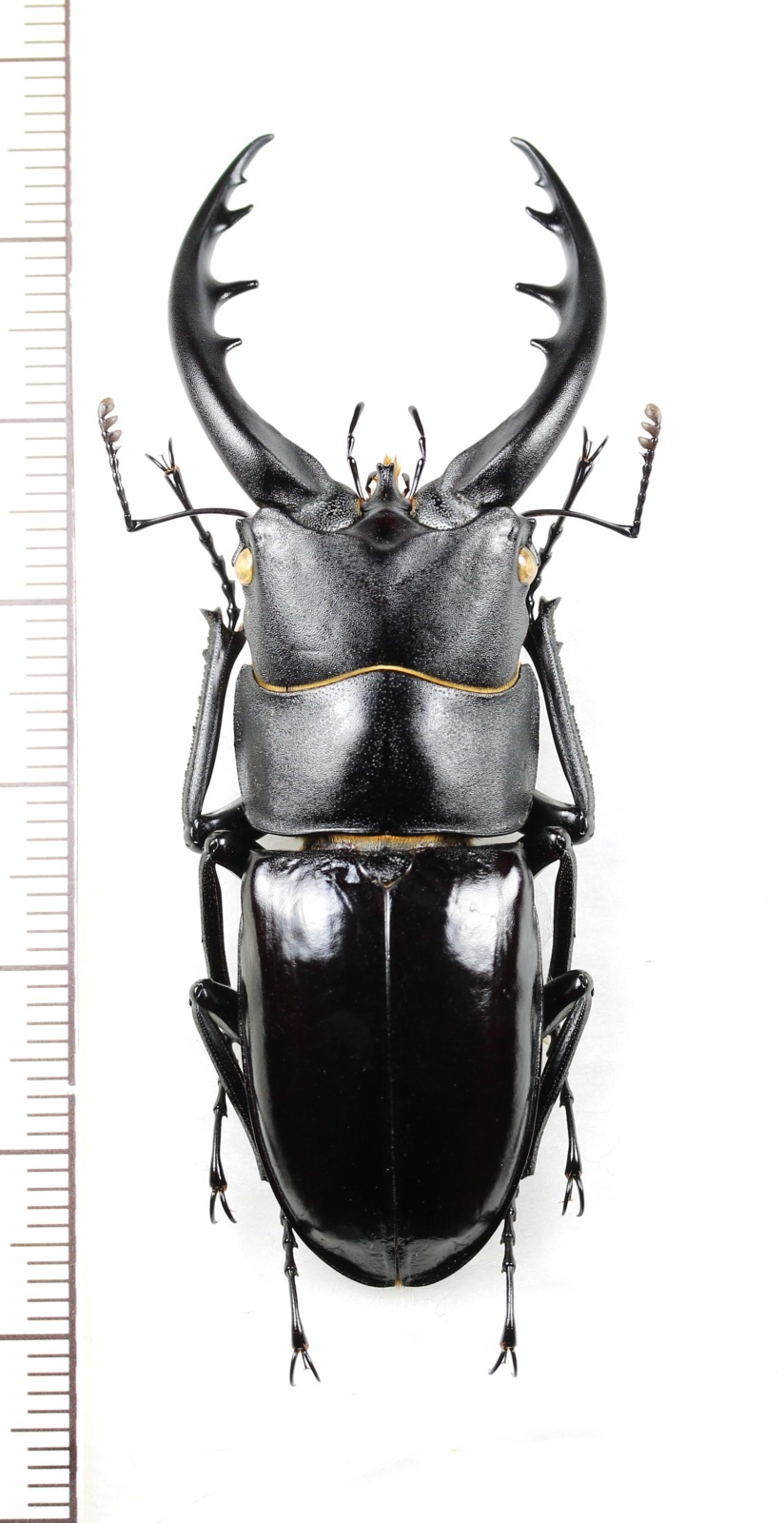 画像1: トクノシマノコギリクワガタ　♂62.8mm　徳之島
