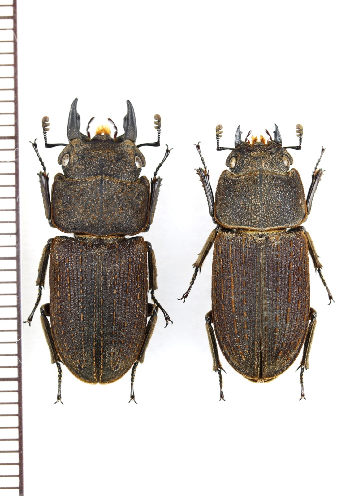 画像1: ヤマトサビクワガタ　大型ペア　♂23.4mm♀20.8mm　徳之島