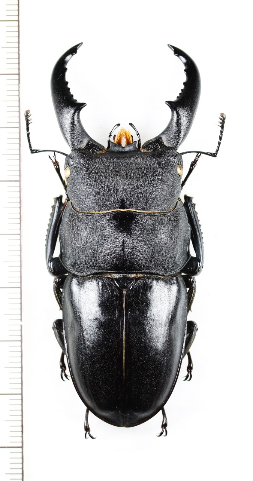画像1: オキナワヒラタクワガタ　特大♂71.7mm  　伊平屋島