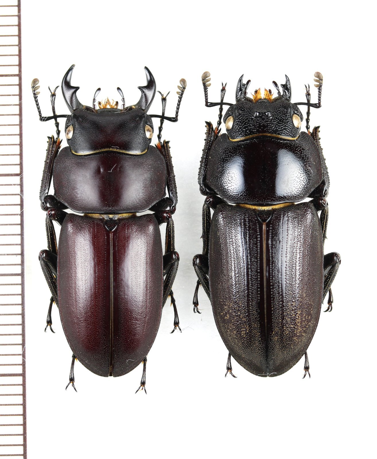 画像1: アマミコクワガタ　大型ペア♂30.9mm♀30mm　奄美大島