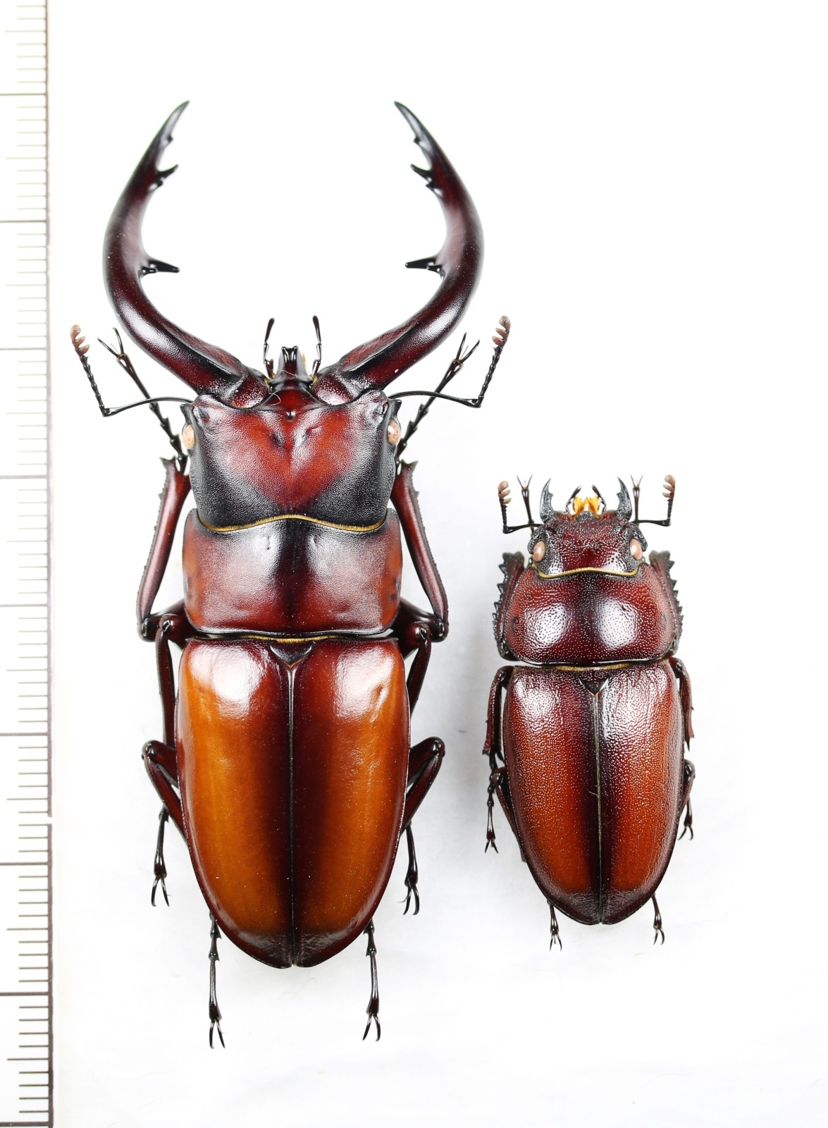 画像1: トカラノコギリクワガタ　大型ペア♂67.5mm♀34.4mm　中之島