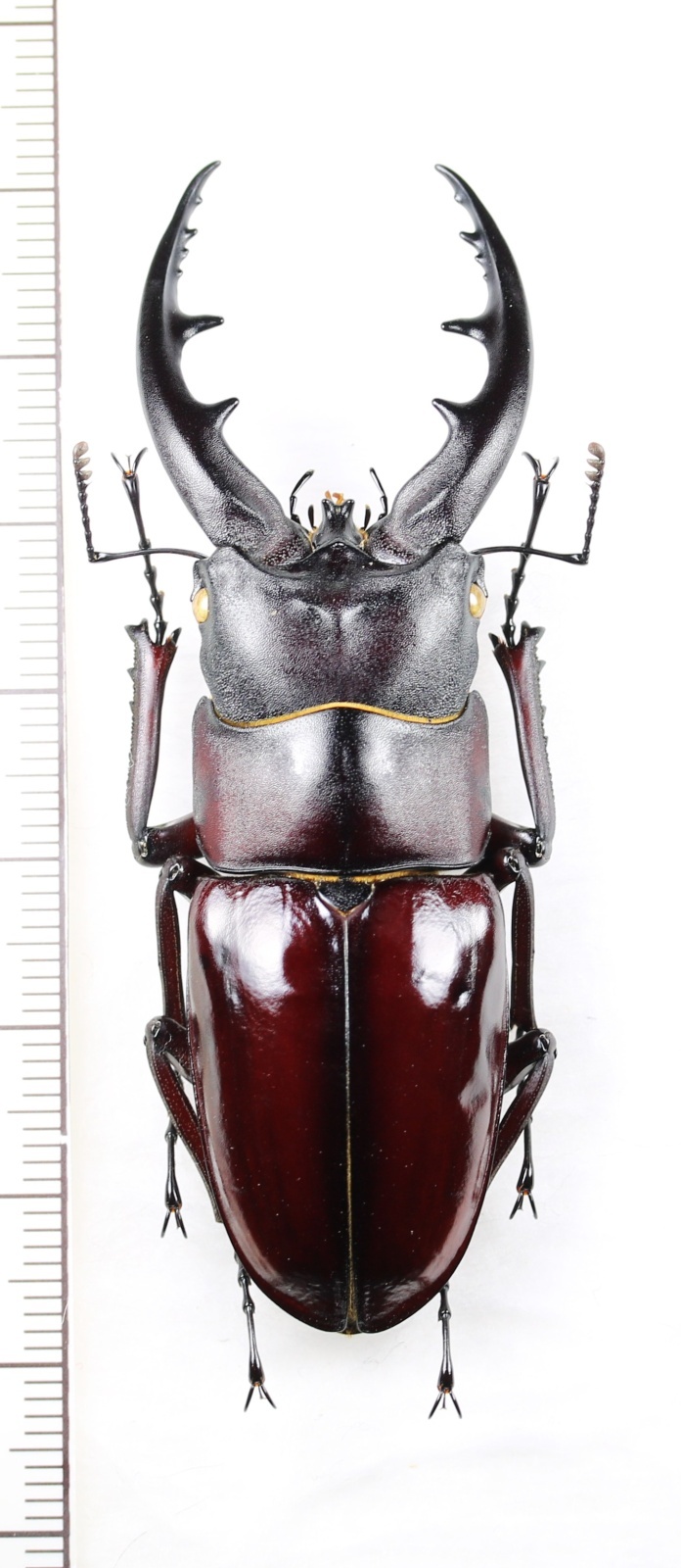 画像1: オキナワノコギリクワガタ　特大♂（大顎：ストレートタイプ）　69.5mm　沖縄本島