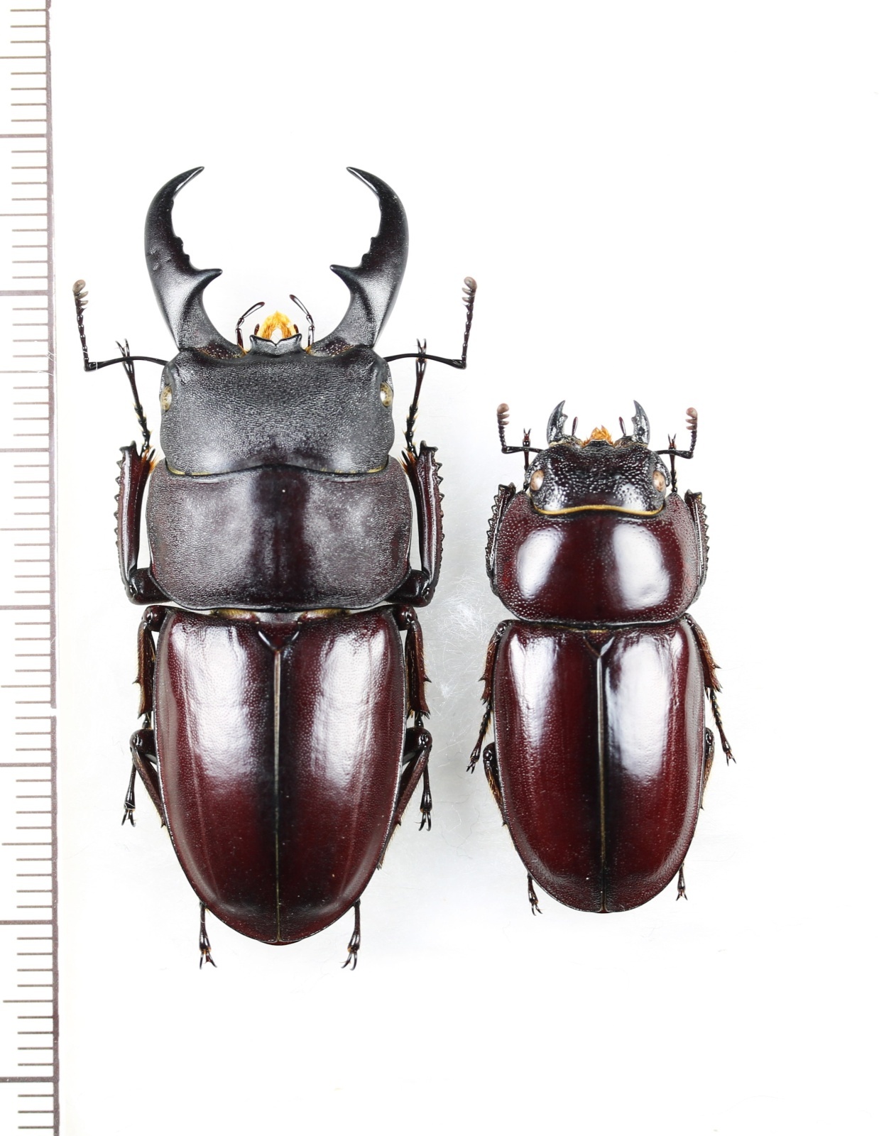 画像1: ダイトウヒラタクワガタ　特大ペア♂49mm♀32.3mm　北大東島