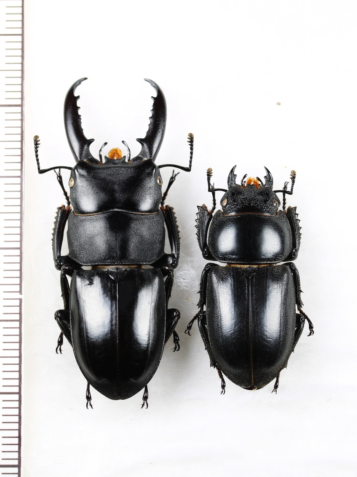 画像1: チョウセンヒラタクワガタ　特大ペア♂45mm♀30.6mm　対馬