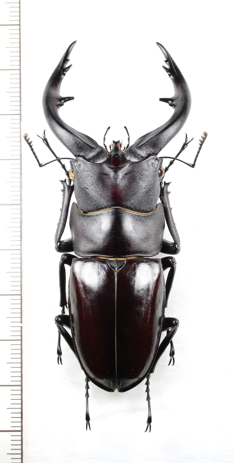 画像1: アマミノコギリクワガタ　大型♂77.7mm　奄美大島