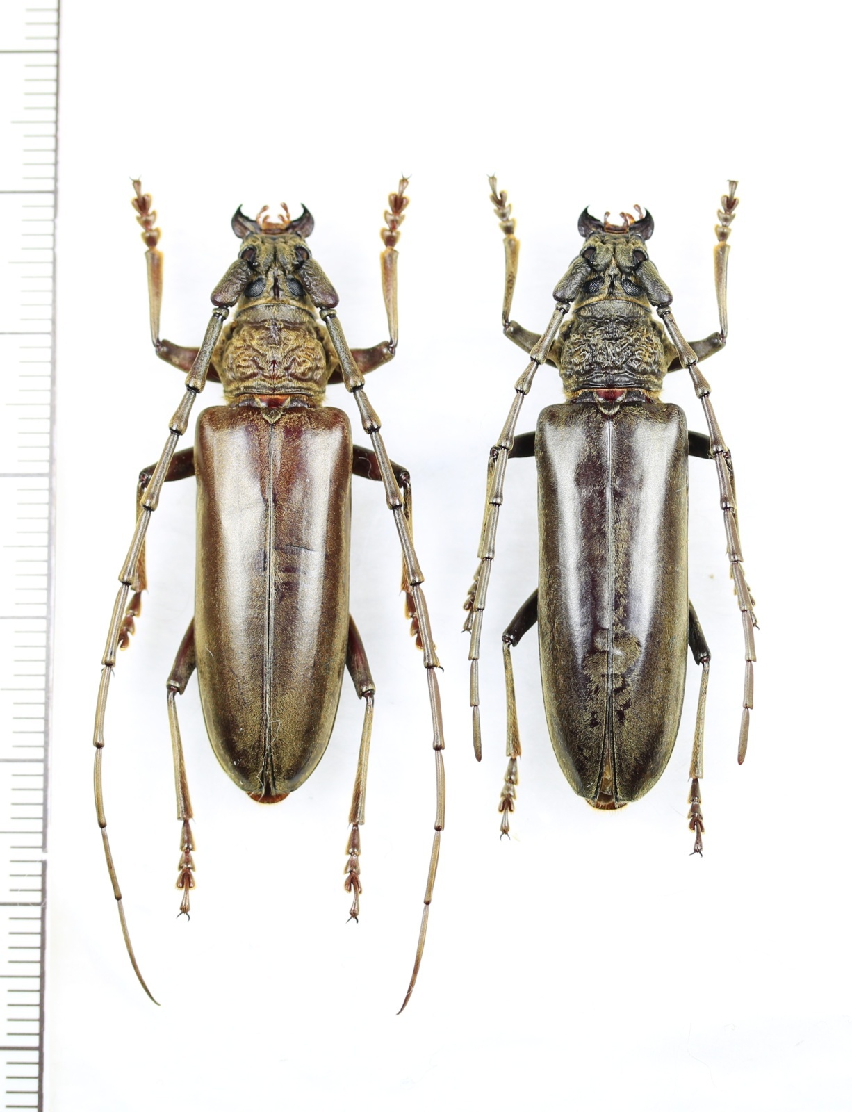 画像1: ニッポンムネヒダミヤマカミキリ　ペア ♂♀41.5mm　西表島