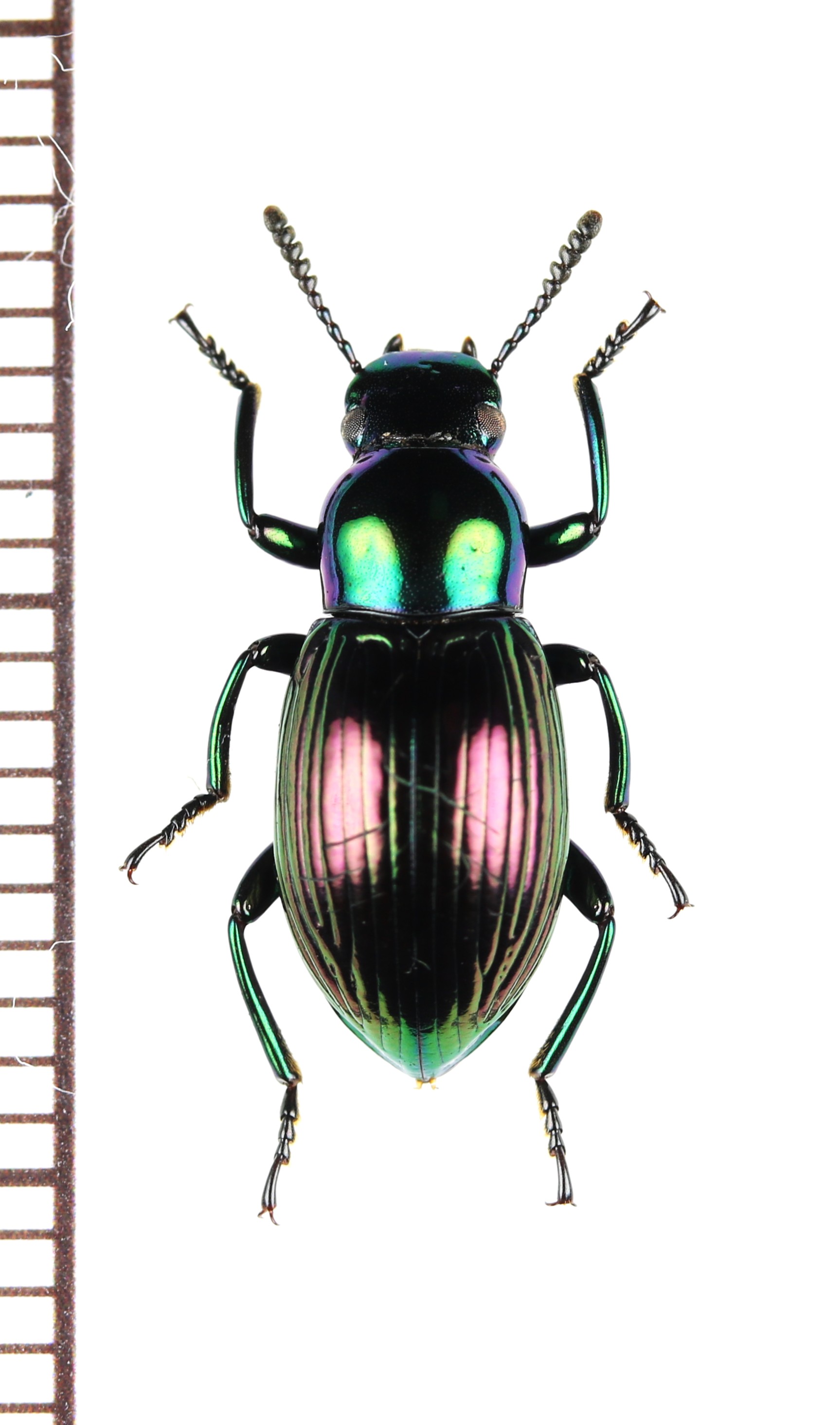 画像1: ゴミムシダマシの一種　Tenebrionidae species　インドネシア（ペレン島）
