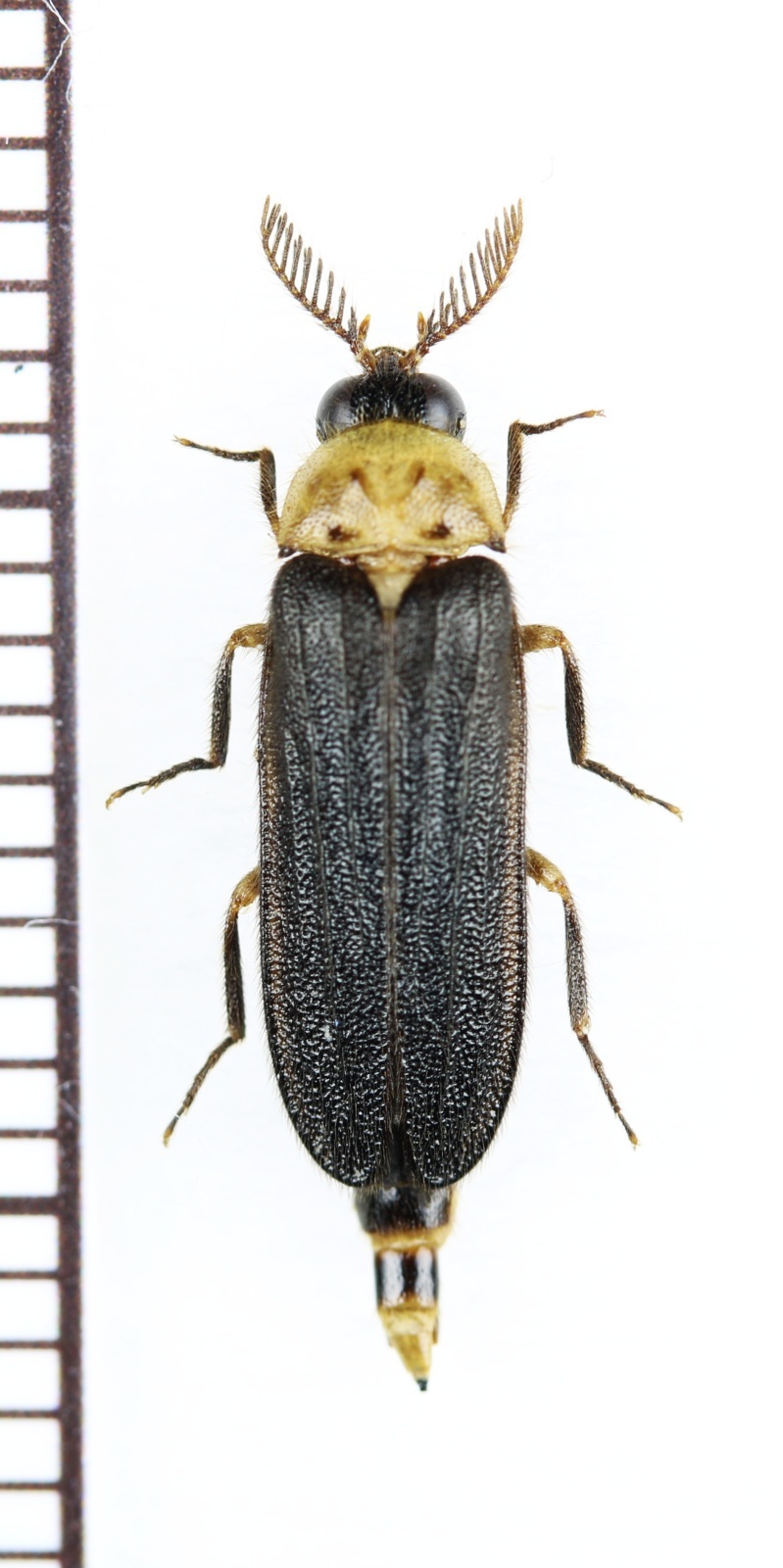 画像1: オオメボタルの一種　Rhagophthalmidae species　♂　マレーシア（ボルネオ島）