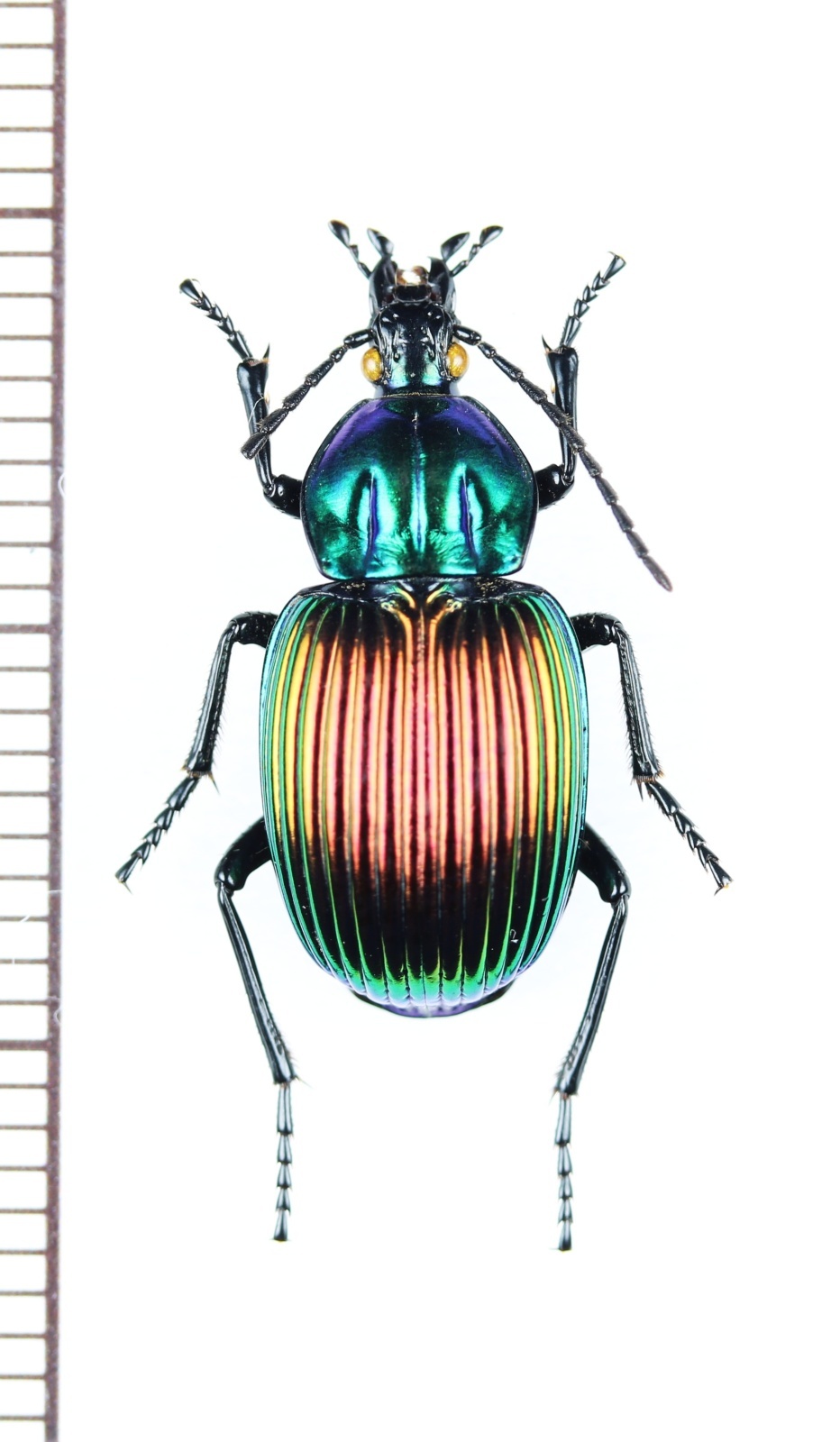 画像1: ゴミムシの一種　Brachygnathus festivus　チリ
