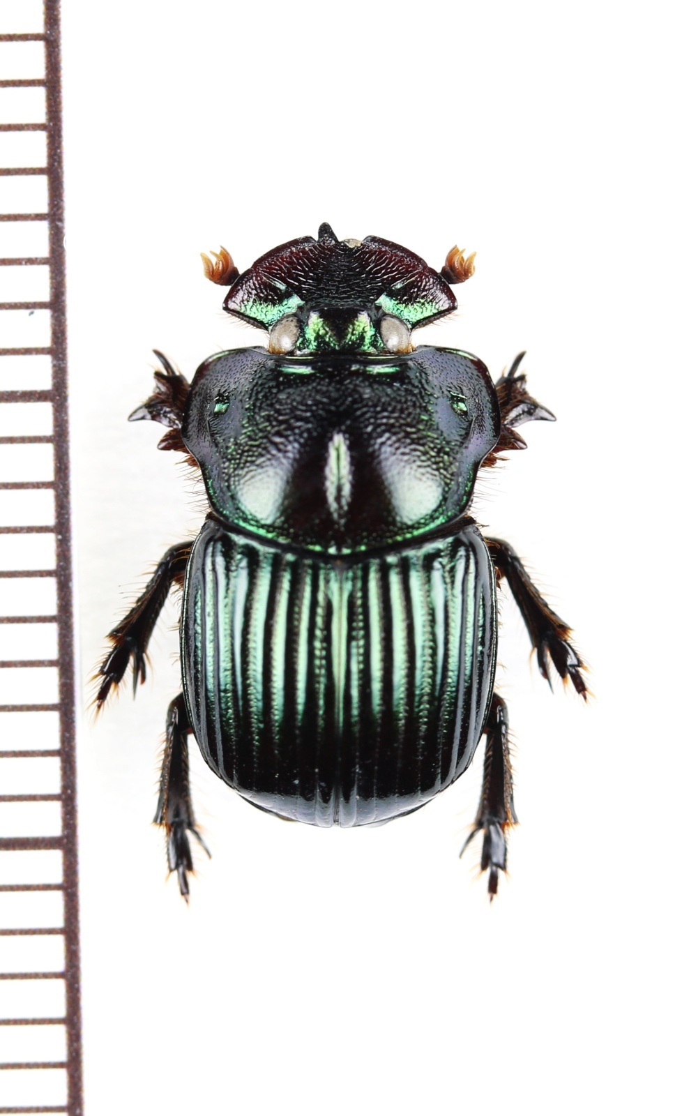 画像1: 好蟻性のニジダイコクコガネ族の一種　Dendropaemon renatii　ブラジル