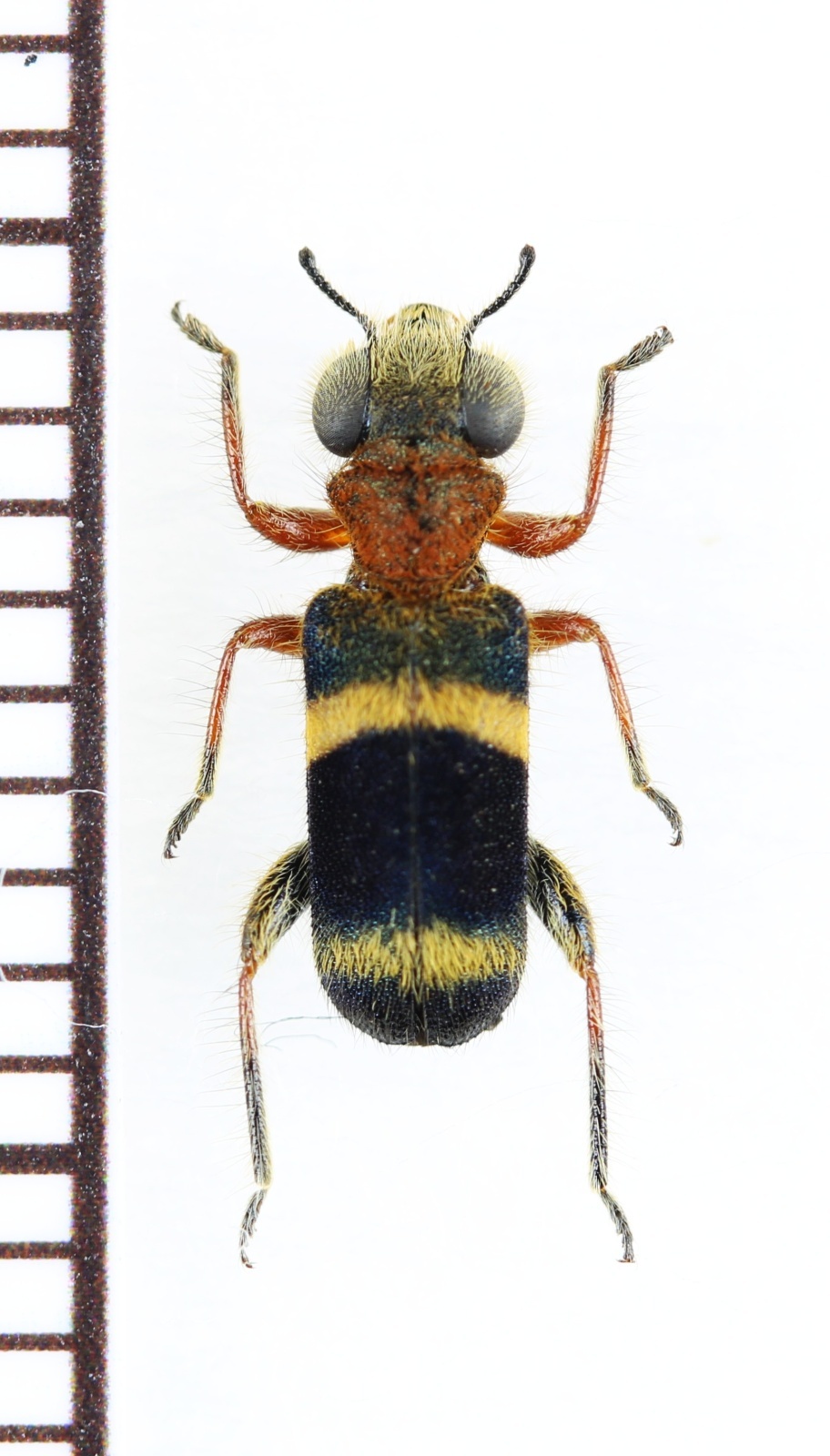 画像1: アリバチ擬態のメダカカッコウムシの一種 　Hydnocerinae species　ベトナム北東部