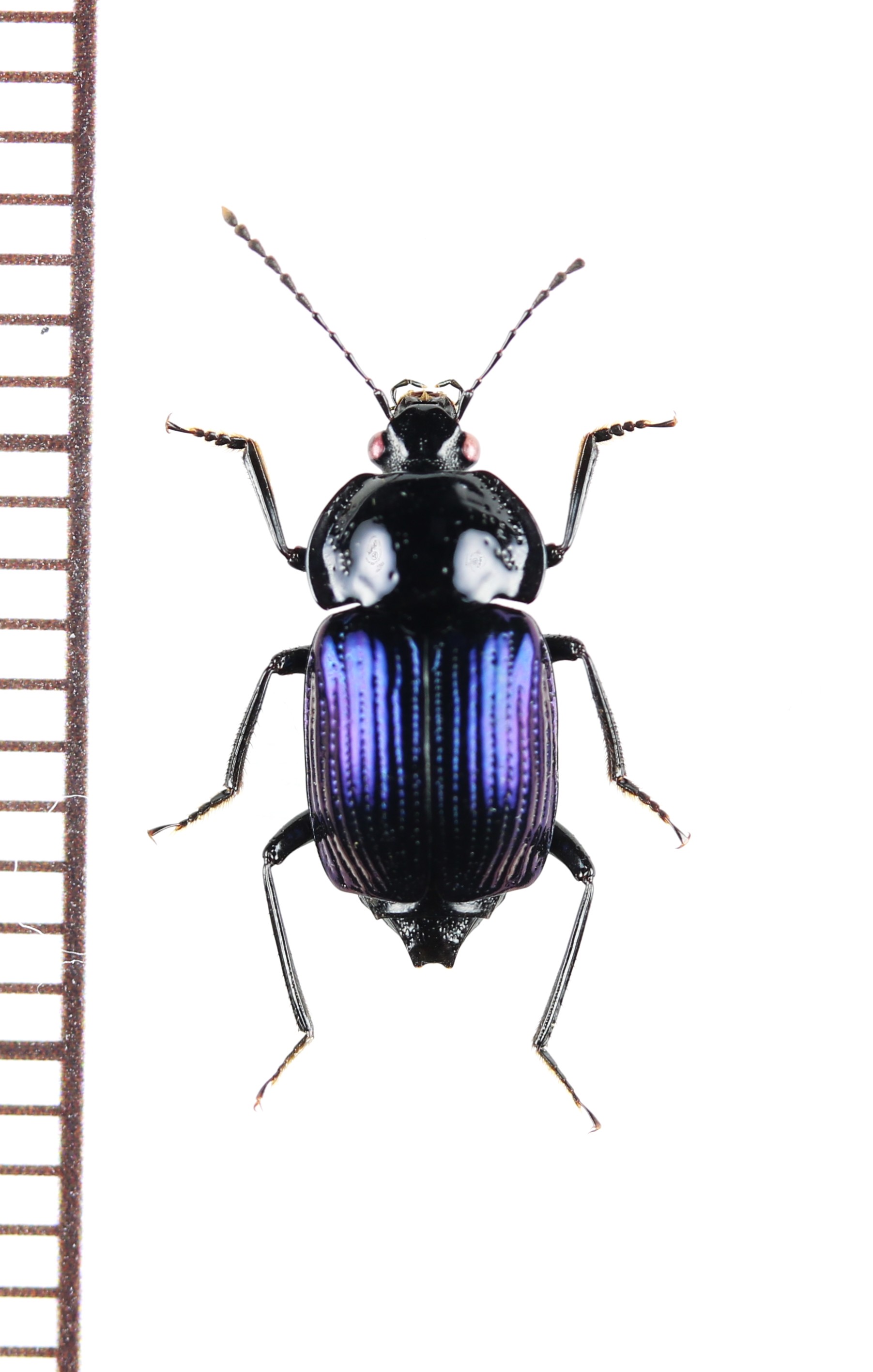 画像1: オサシデムシモドキの一種　Apatetica sp.　ベトナム北東部