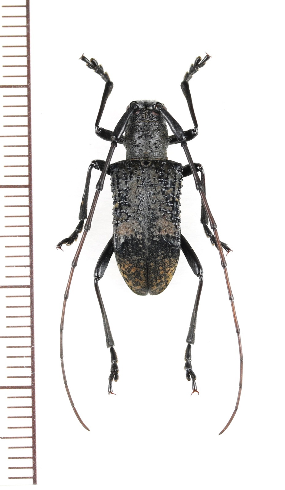 画像1: カミキリムシの一種　Cerambycidar species　ベトナム北東部