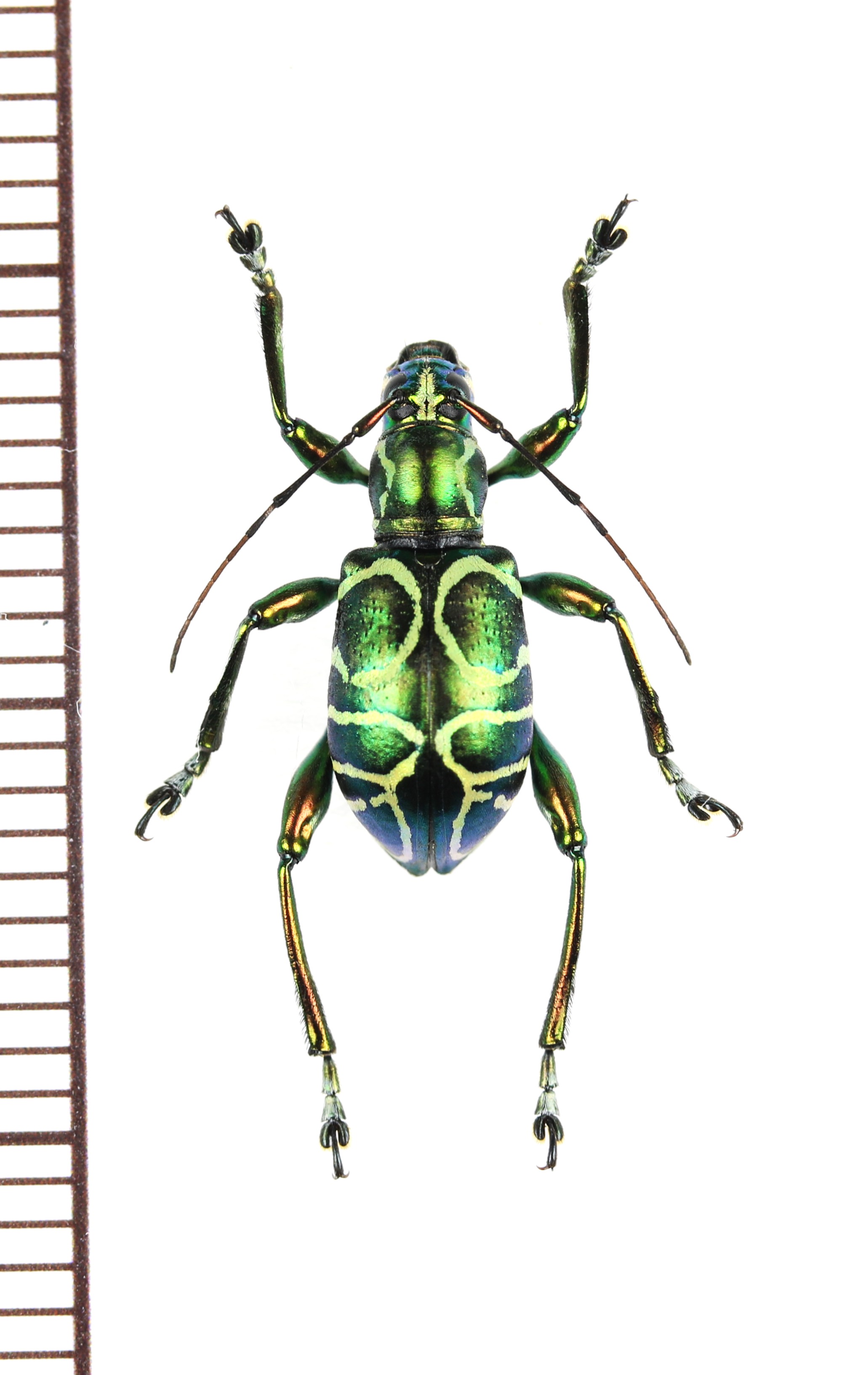 画像1: カタゾウカミキリの一種　Doliops cabrasae　フィリピン(ミンドロ島)